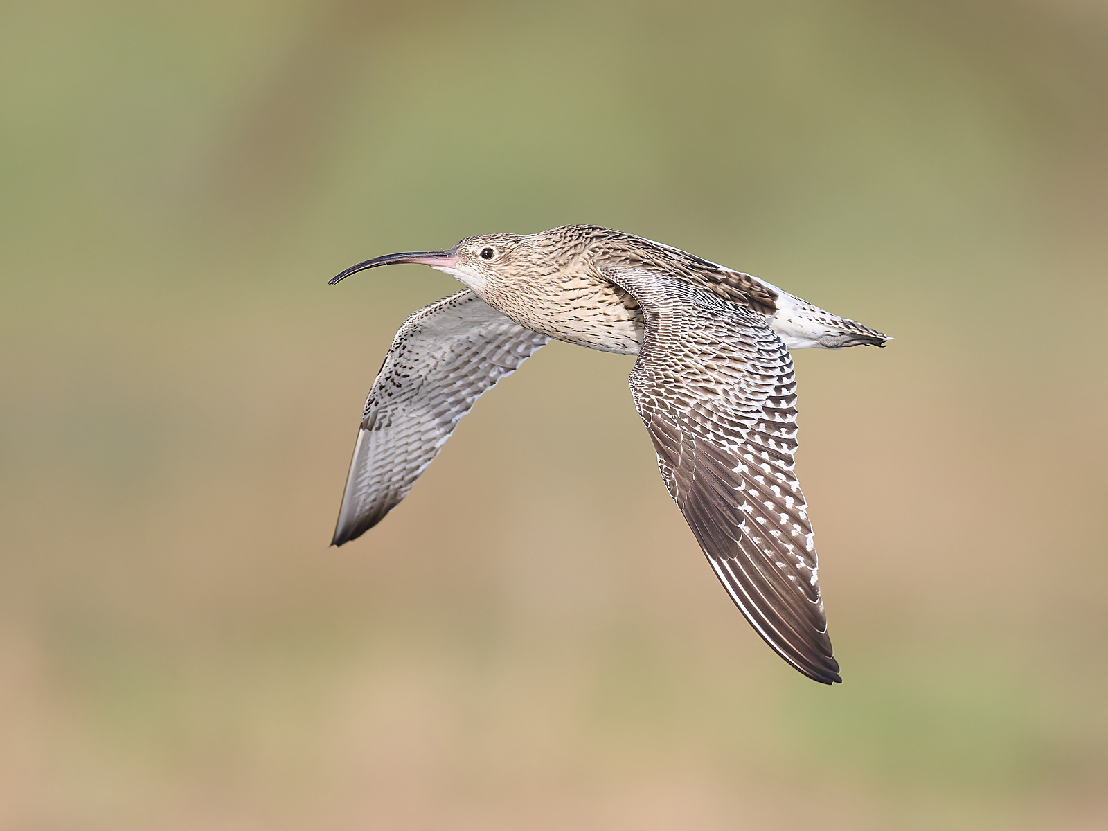  - Curlew