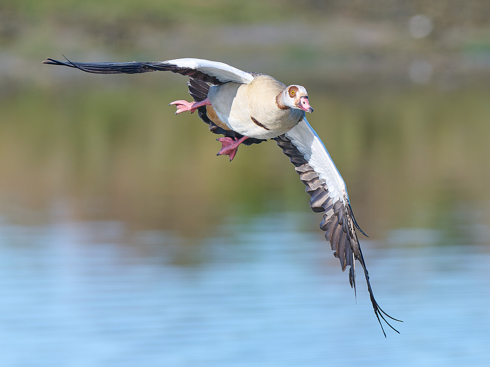  - Egyptian Goose