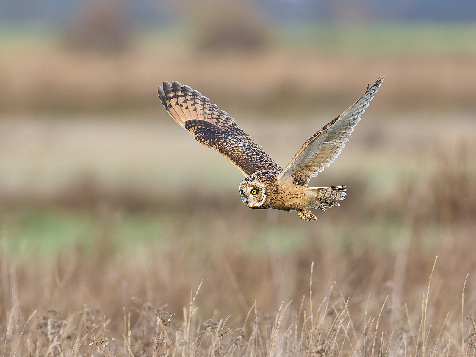  - Short-eared Owl
