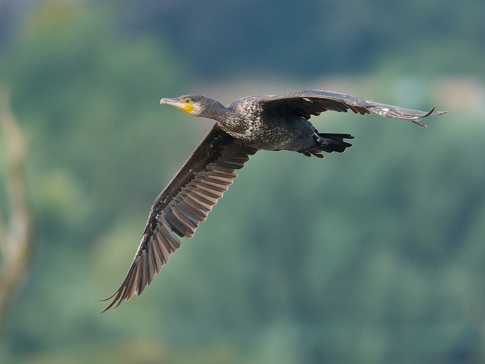  - Cormorant
