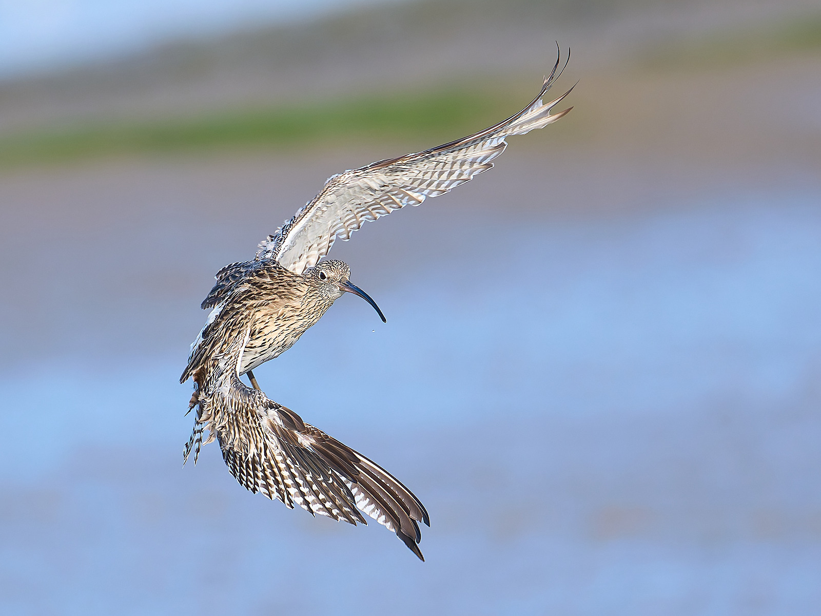  - Curlew