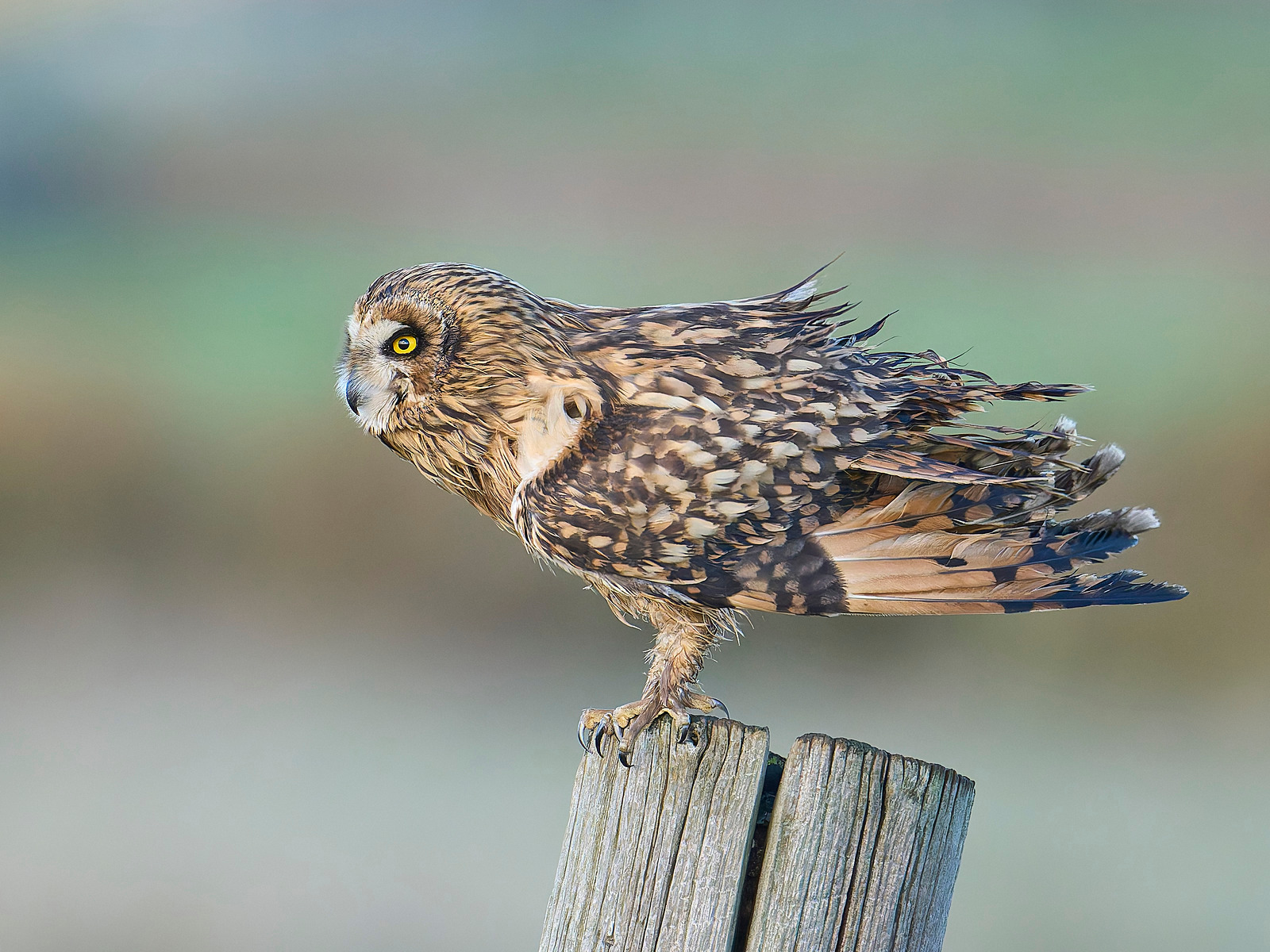  - Short-eared Owl