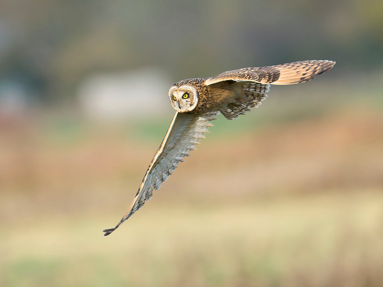  - Short-eared Owl