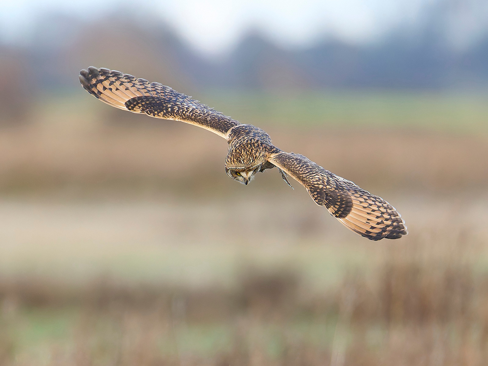  - Short-eared Owl