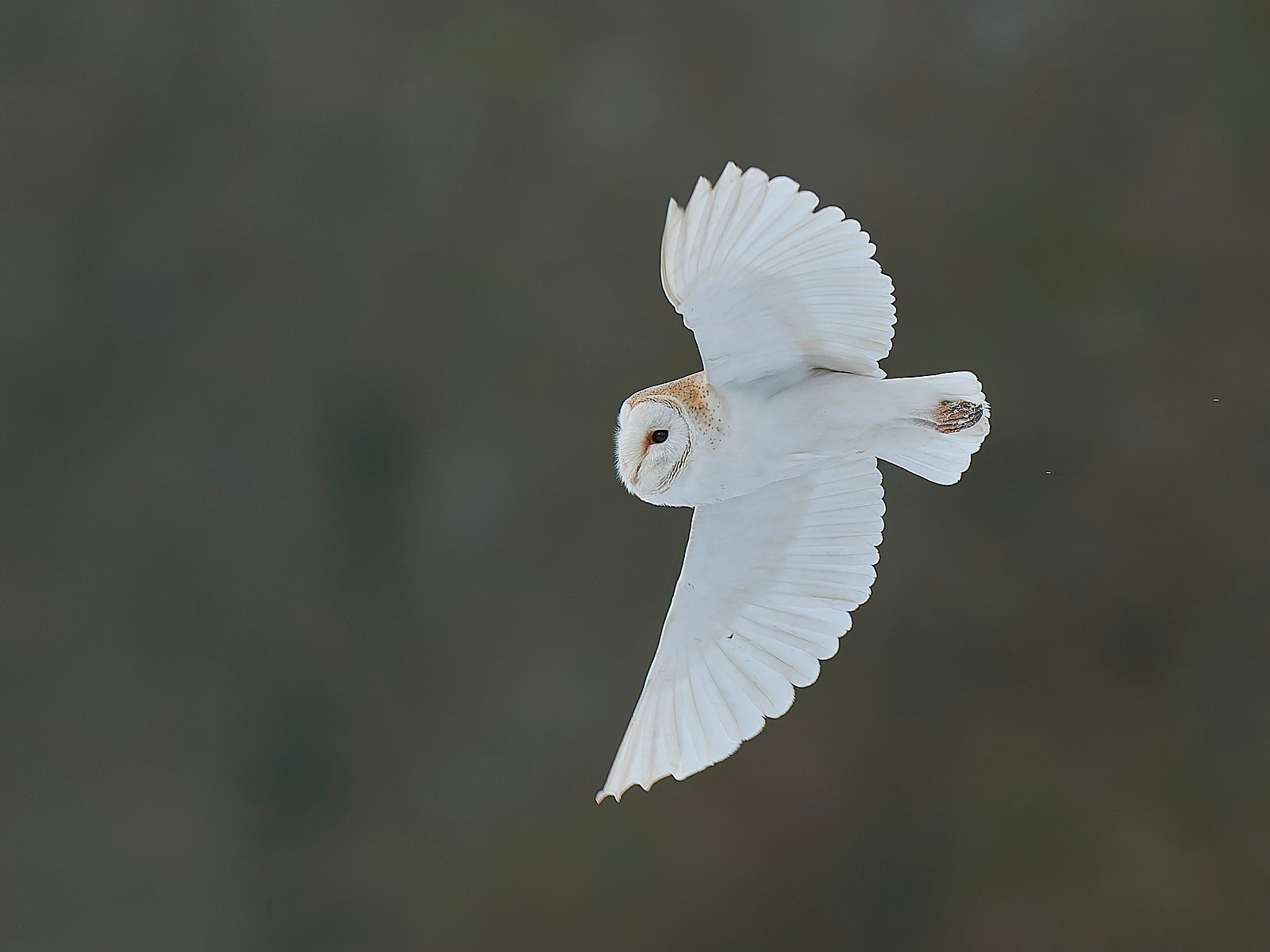  - Barn Owl