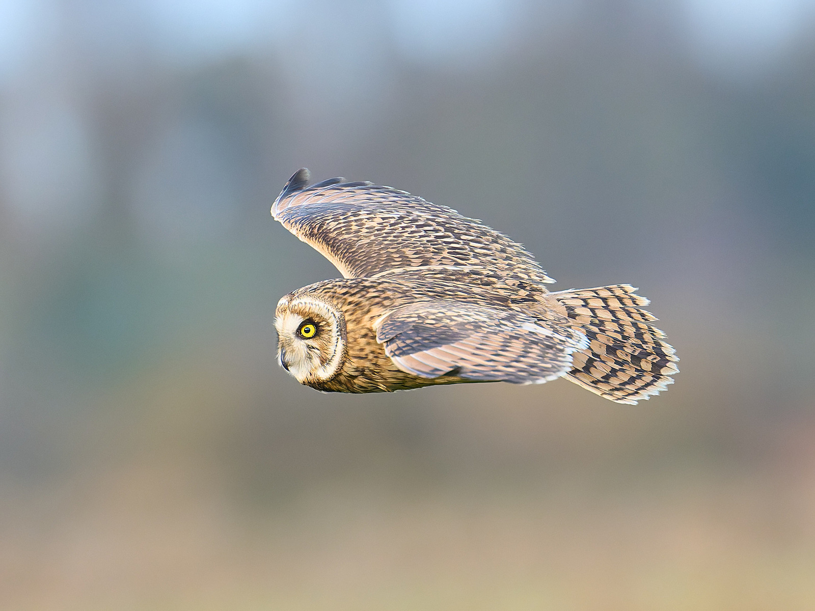  - Short-eared Owl