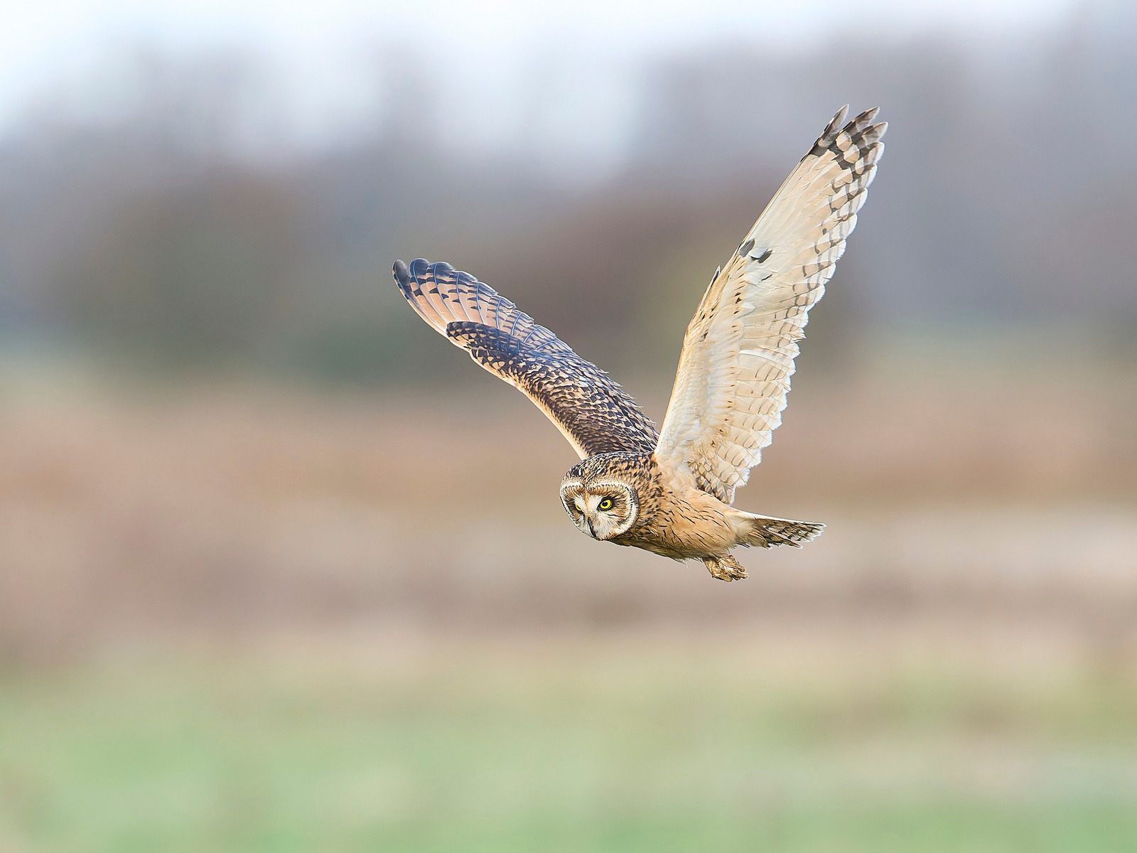  - Short-eared Owl