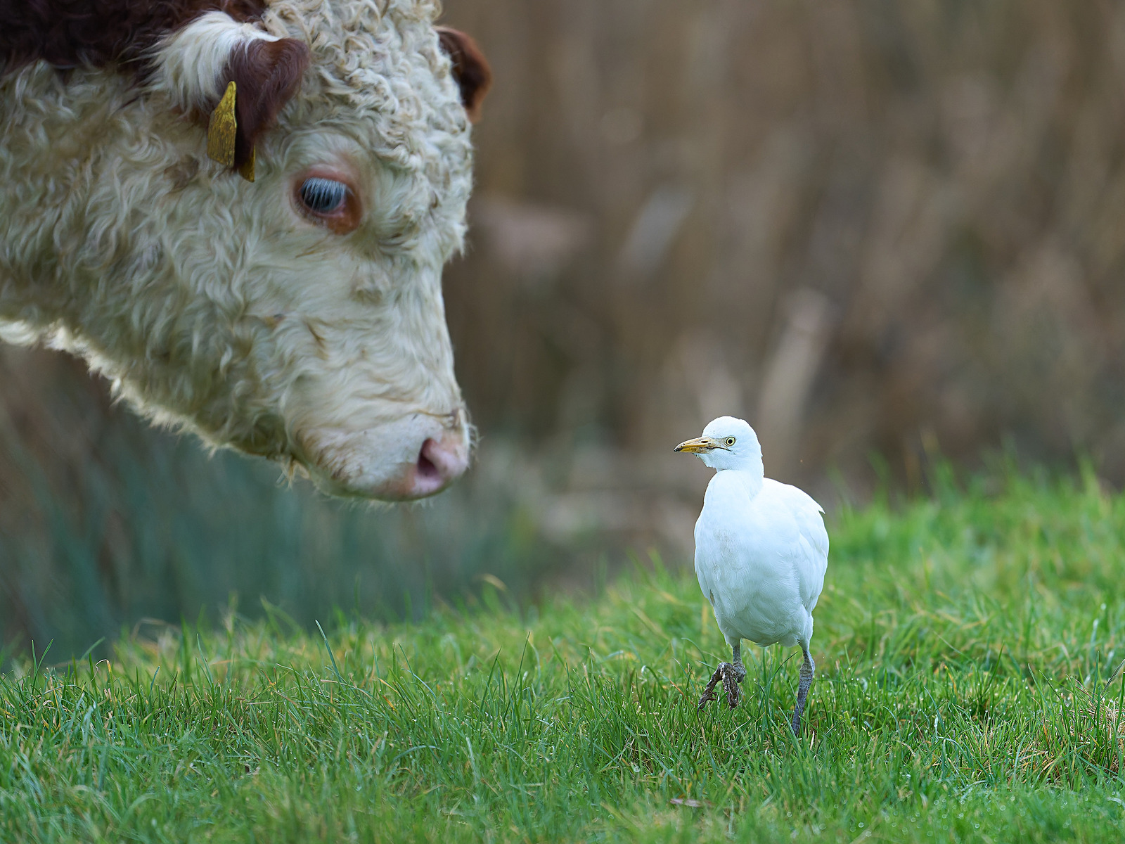  - Cattle Egret