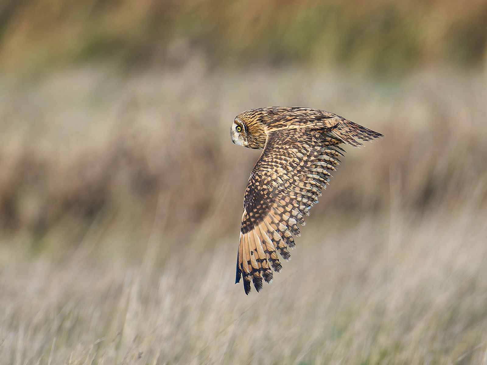  - Short-eared Owl