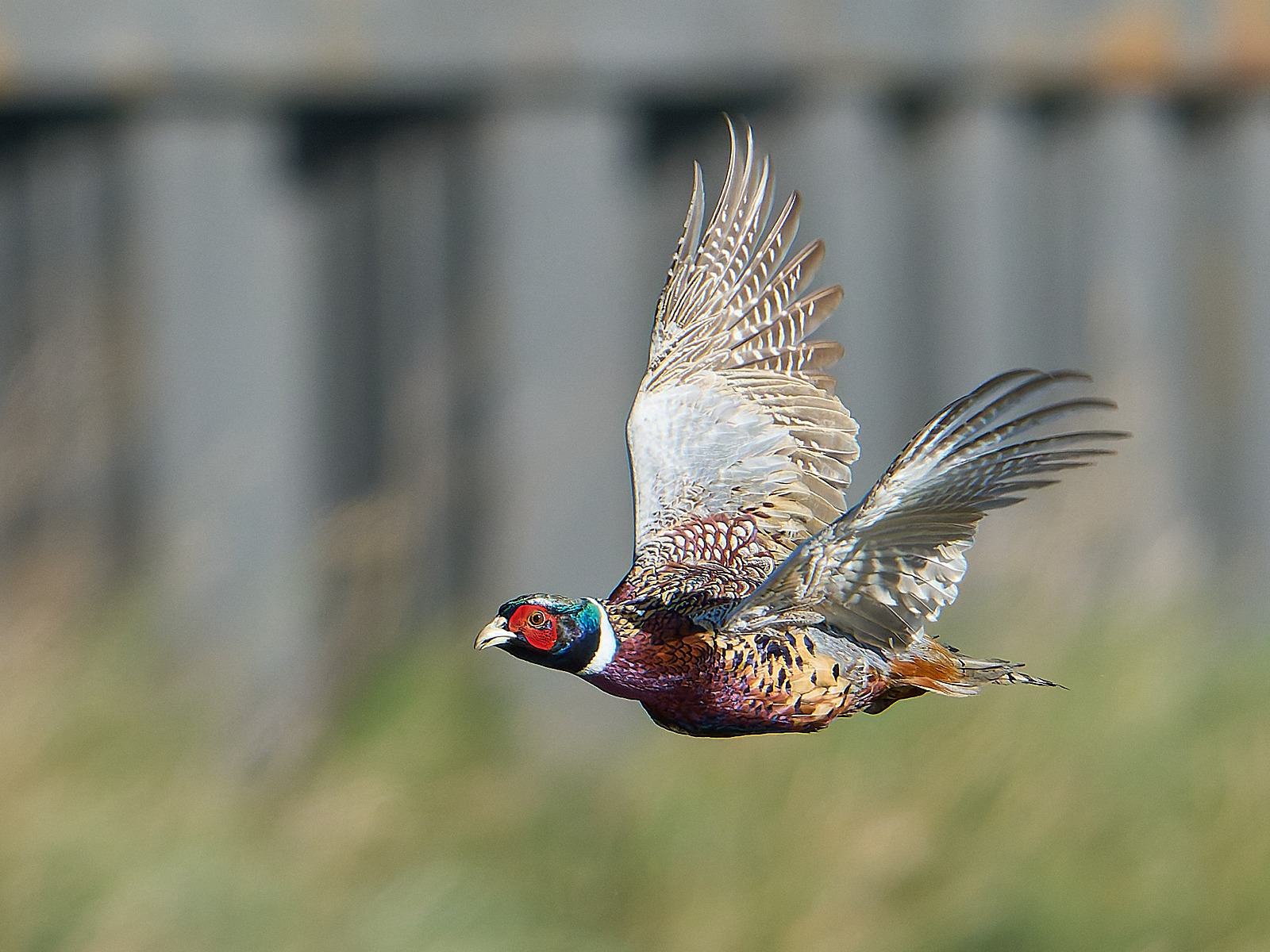  - Pheasant