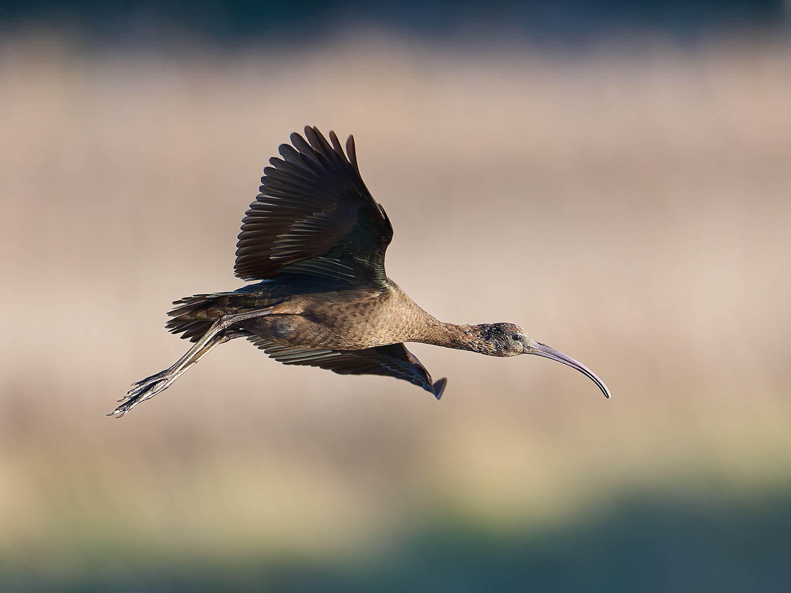  - Glossy Ibis