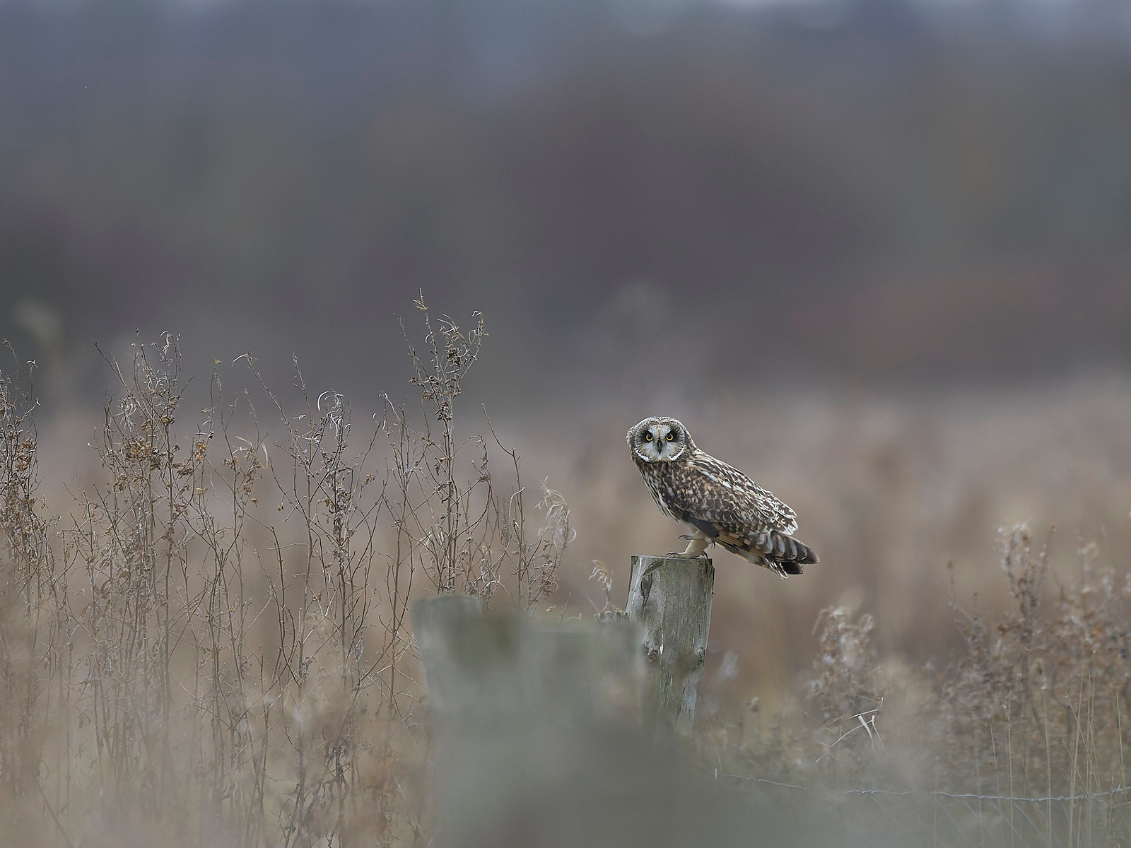  - Birds in Environment