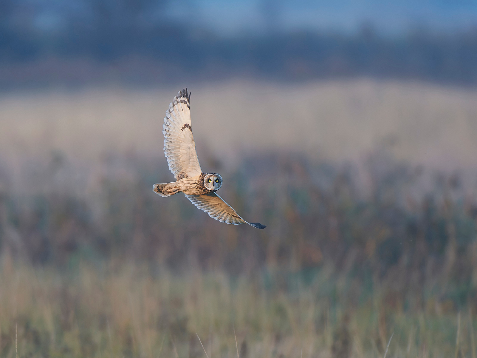  - Birds in Environment