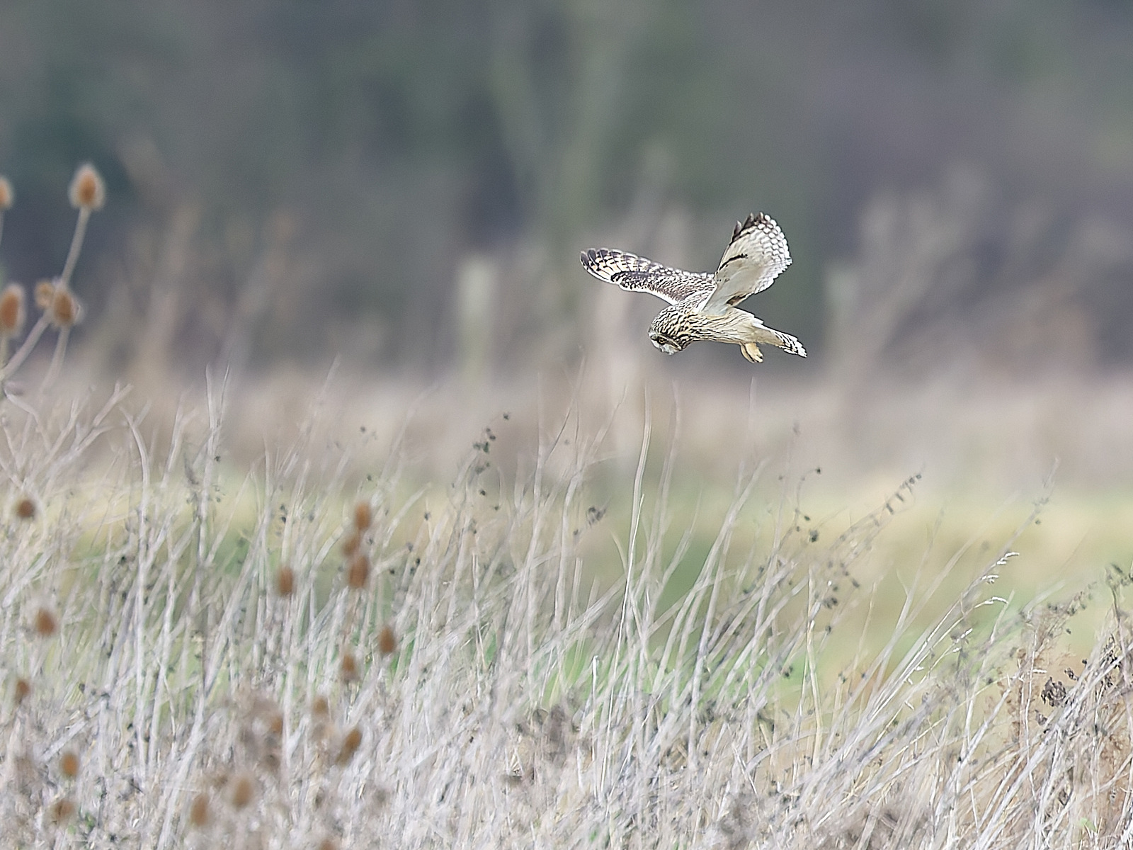  - Birds in Environment