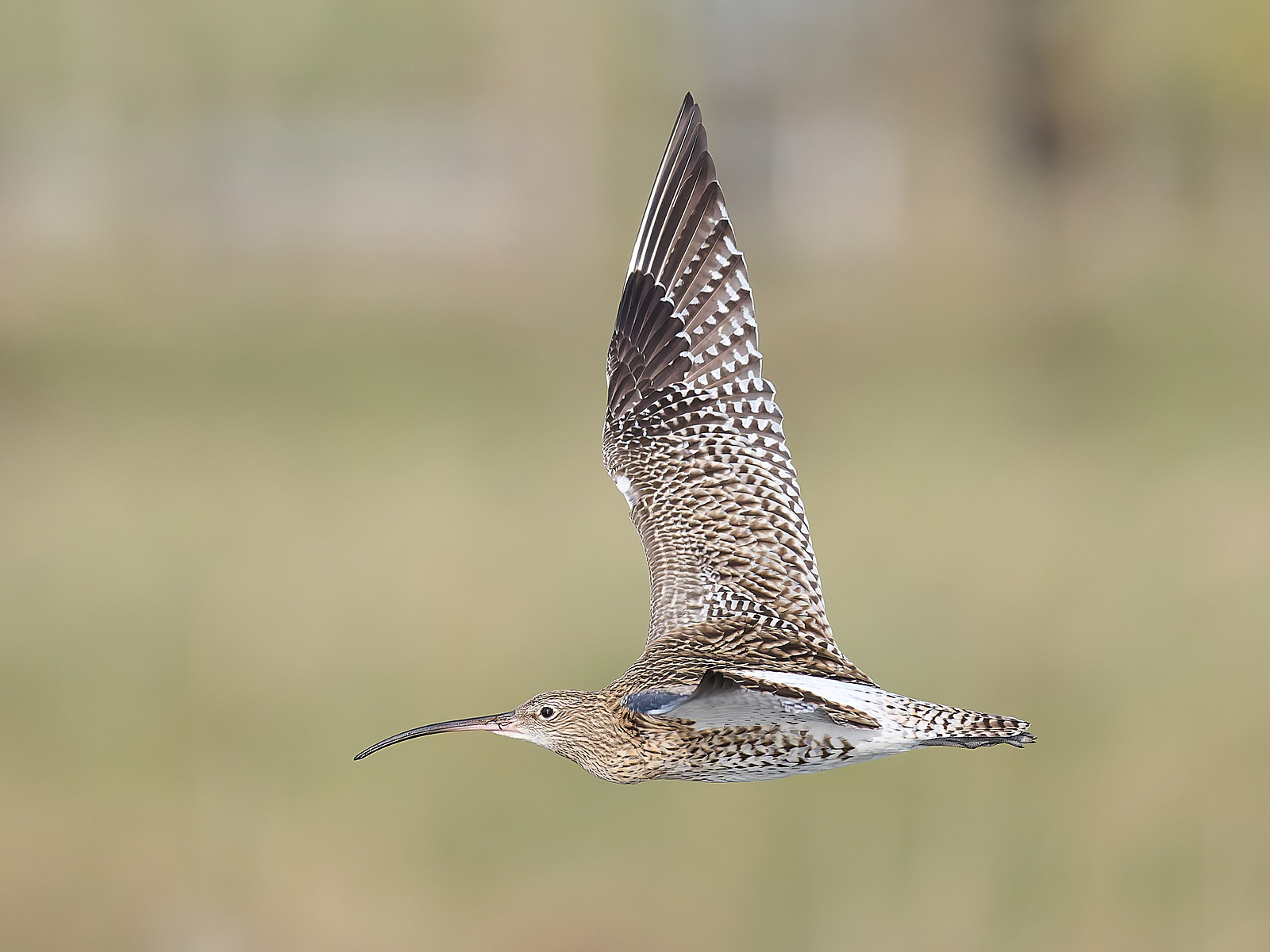  - Curlew