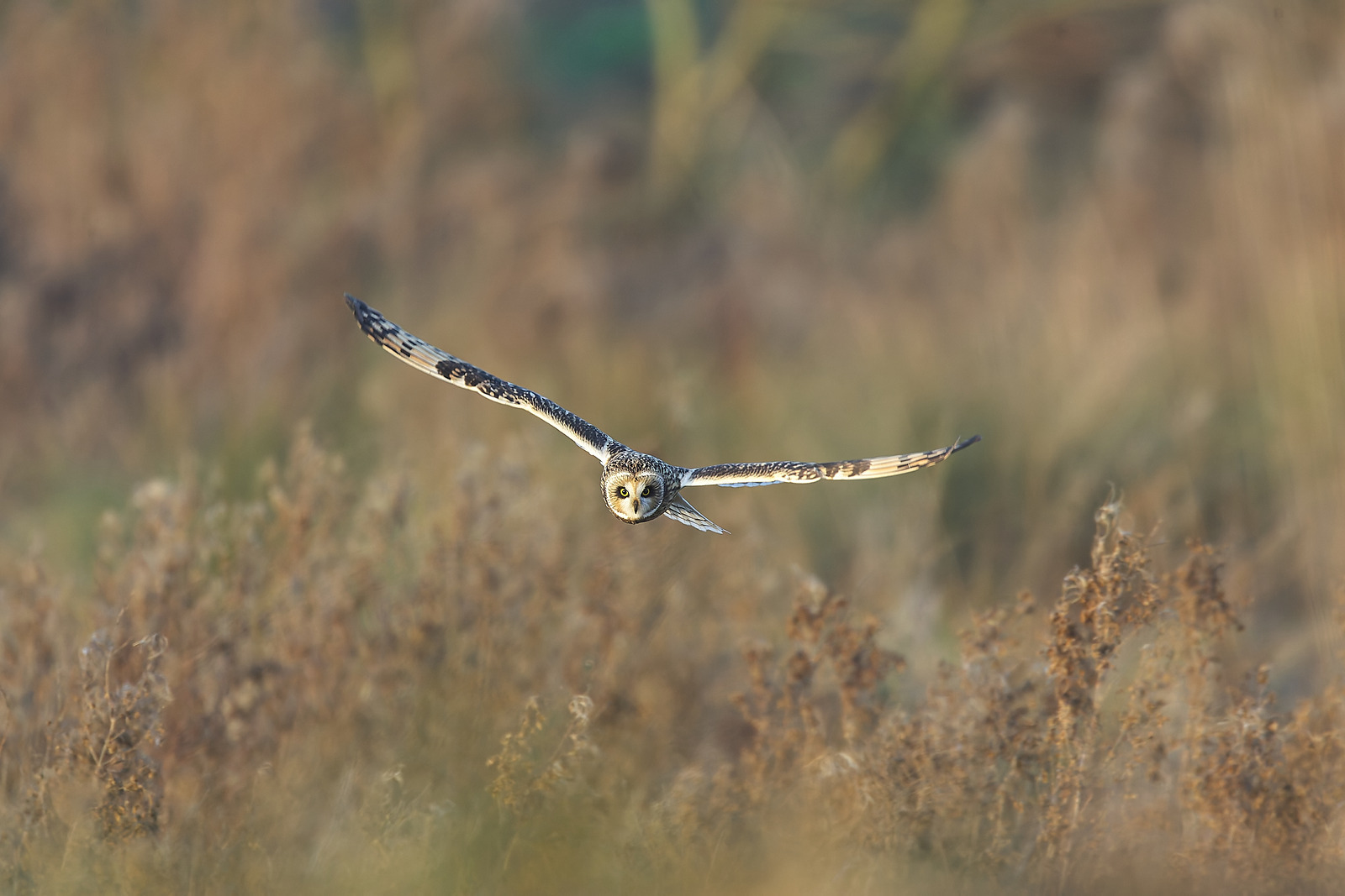  - Birds in Environment