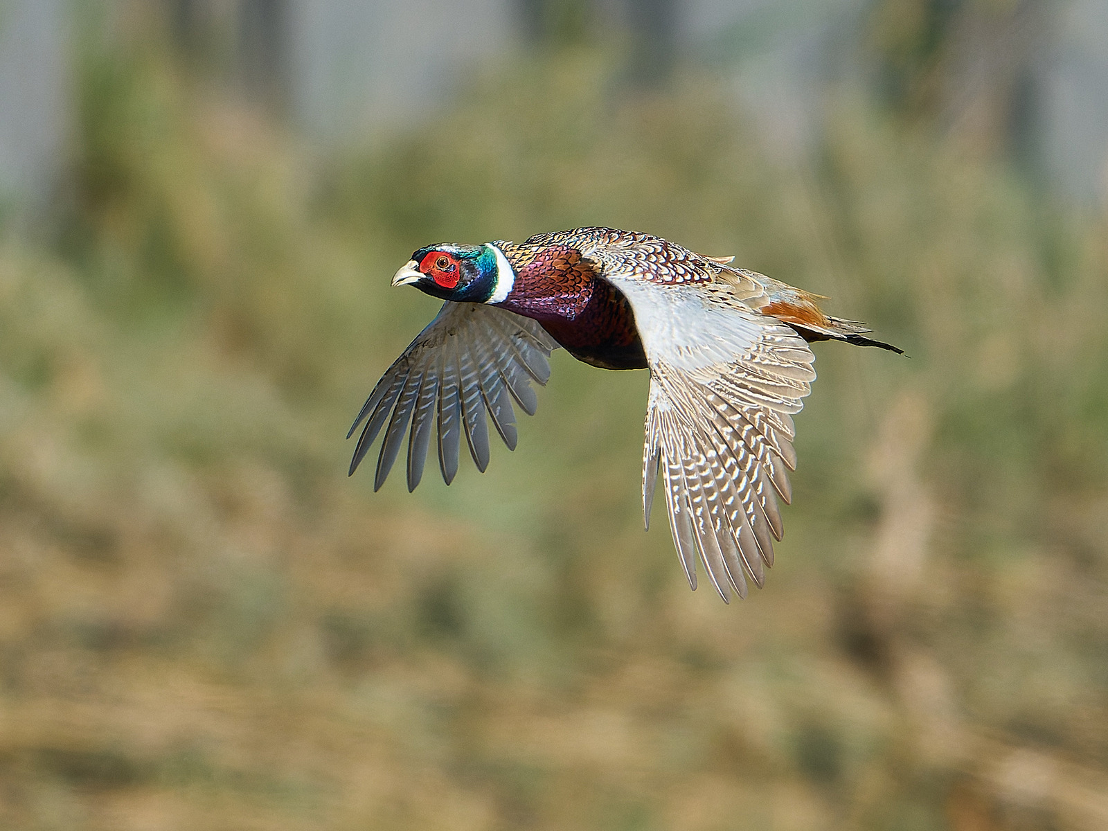  - Pheasant