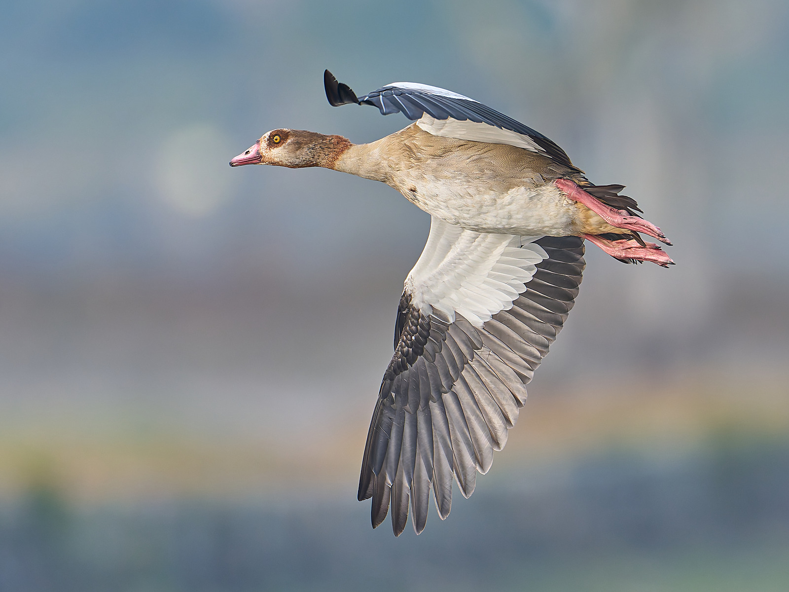  - Egyptian Goose