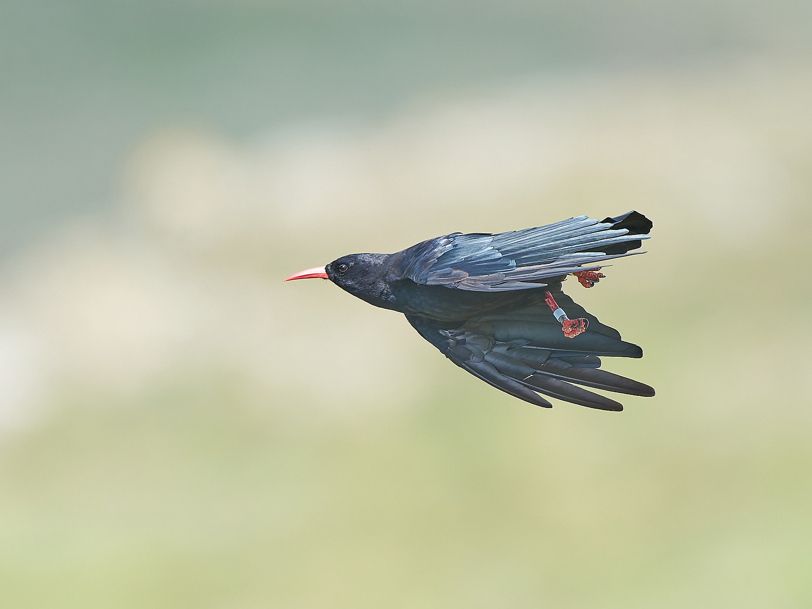  - Chough