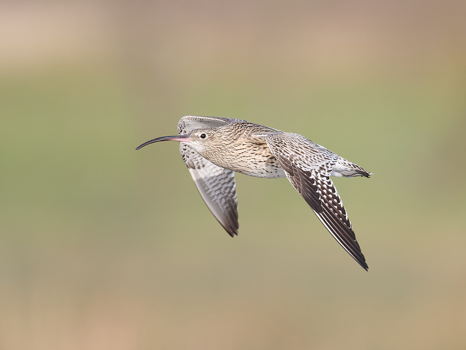  - Curlew