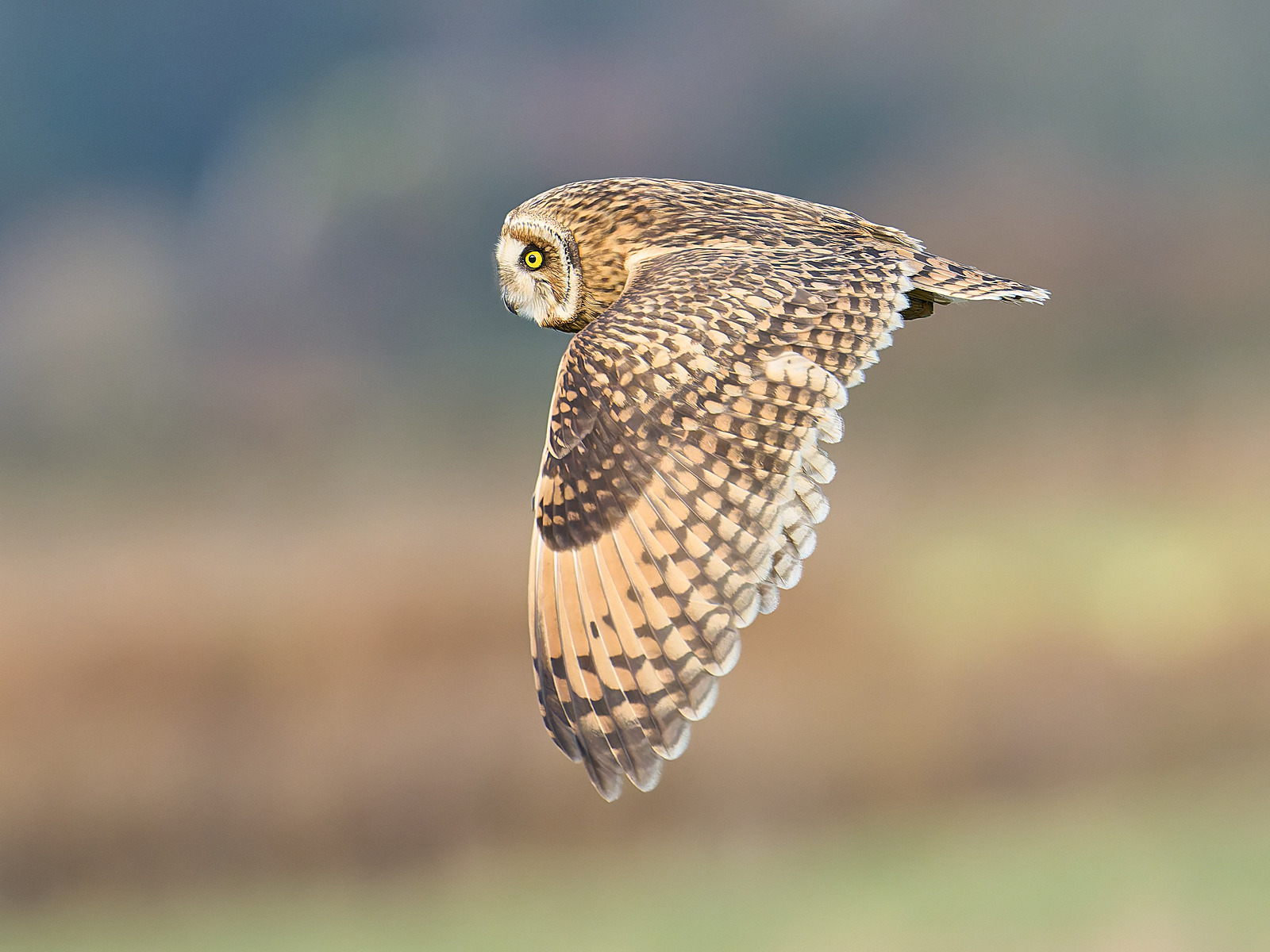  - Short-eared Owl