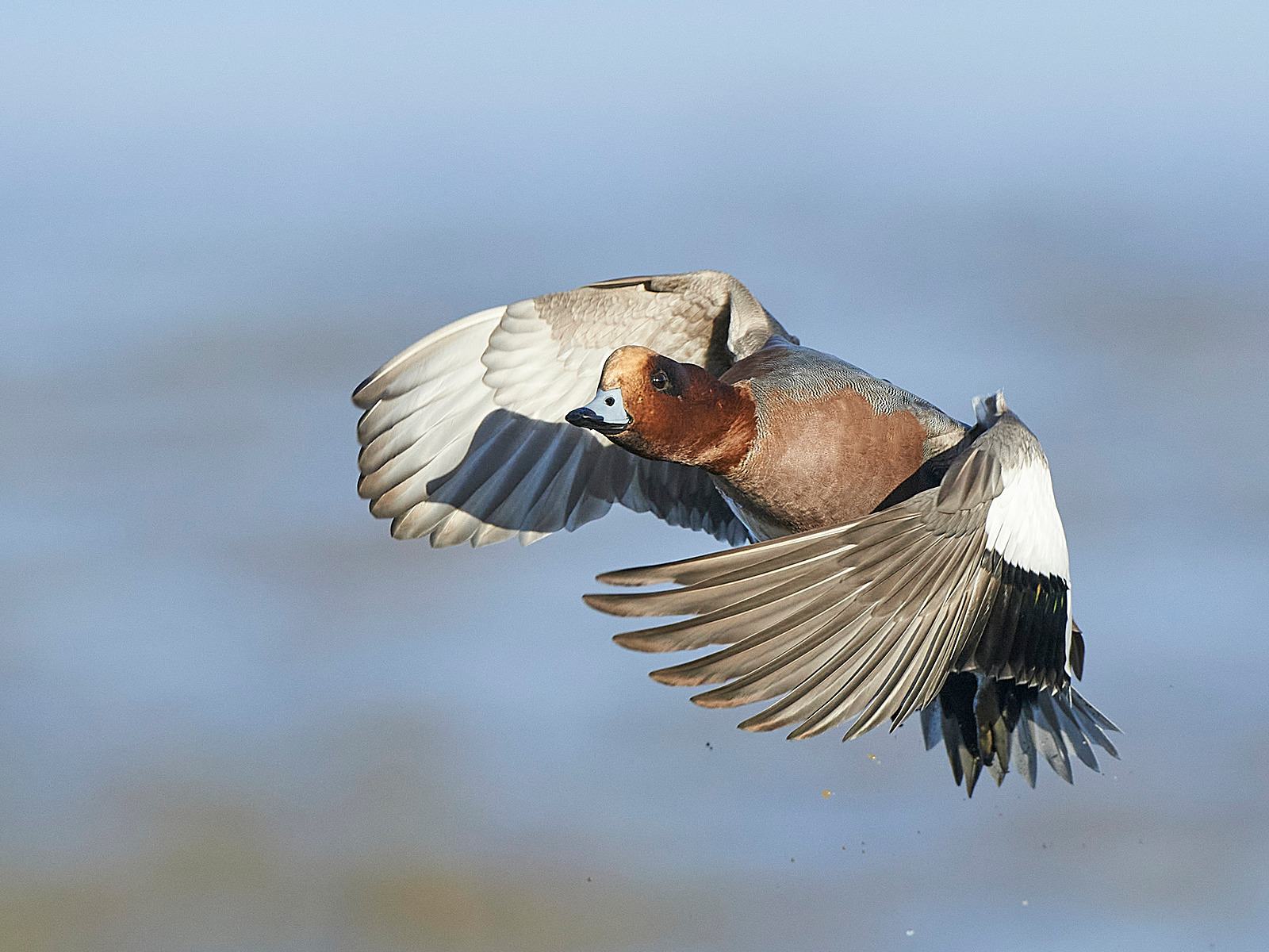  - Wigeon