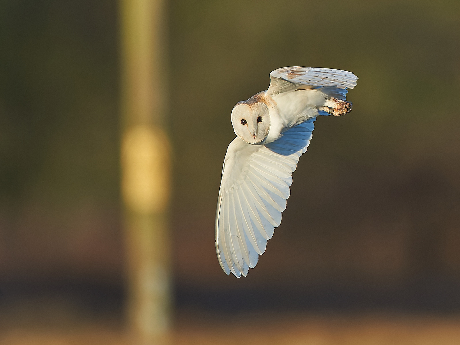  - Barn Owl