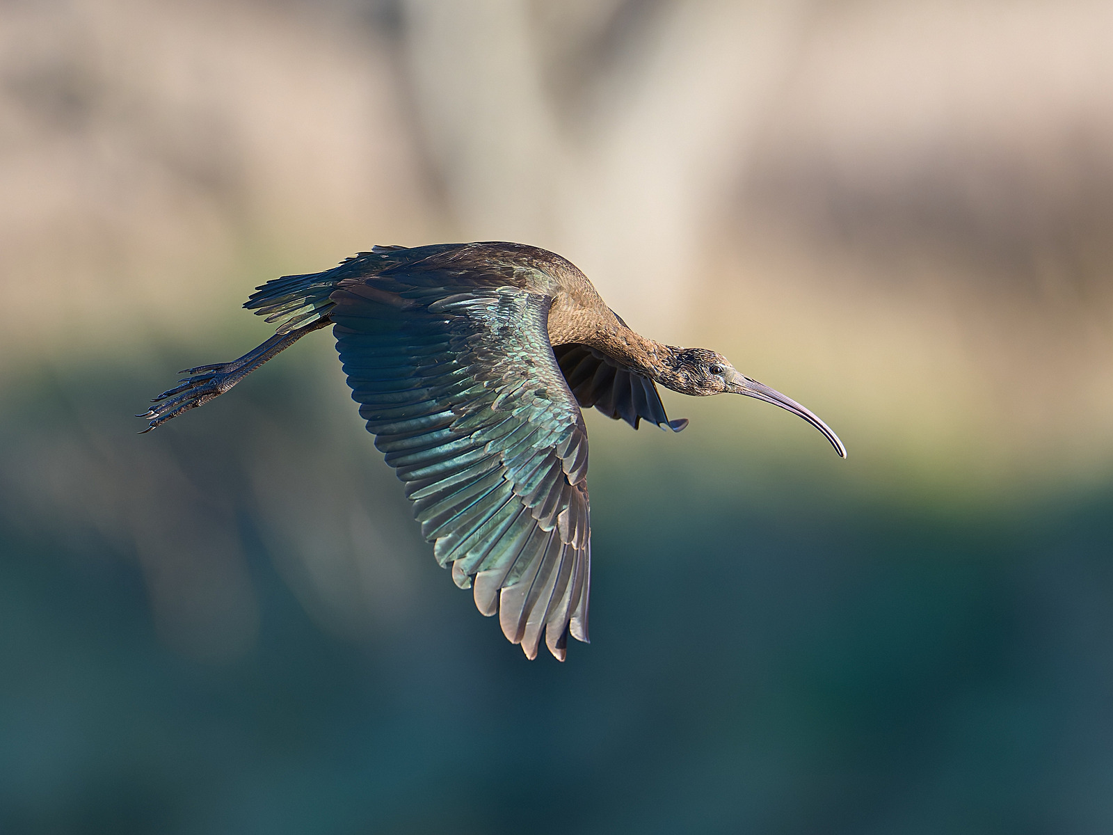  - Glossy Ibis