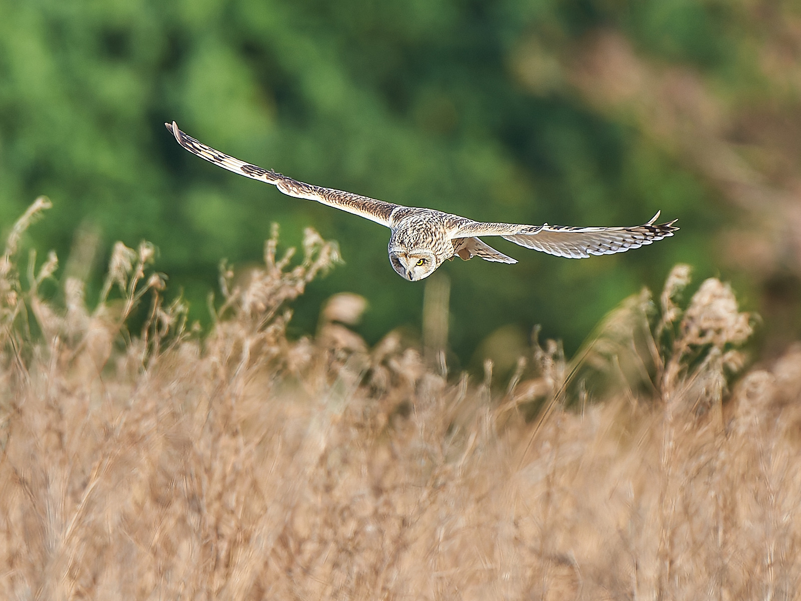  - Short-eared Owl