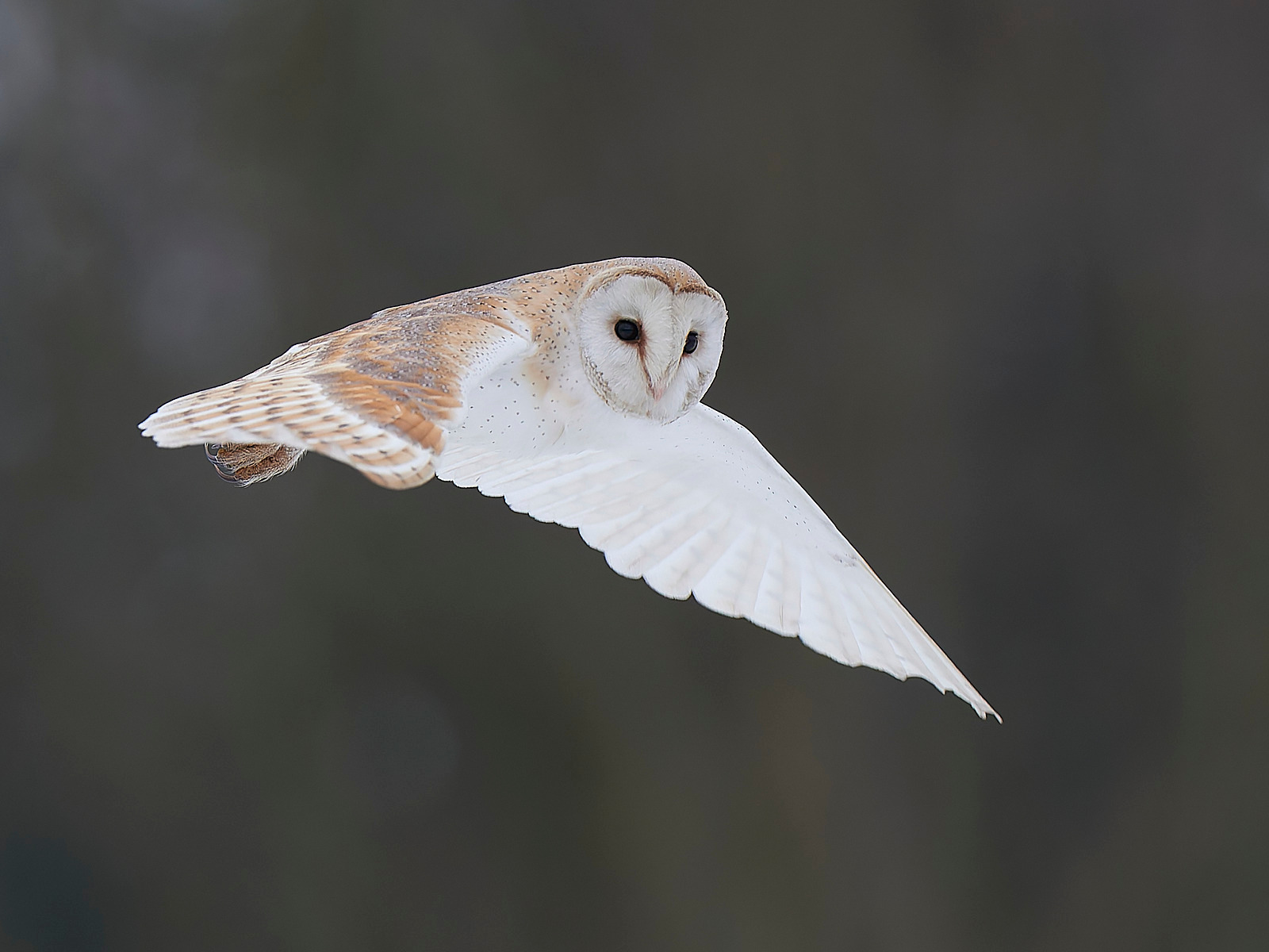  - Barn Owl