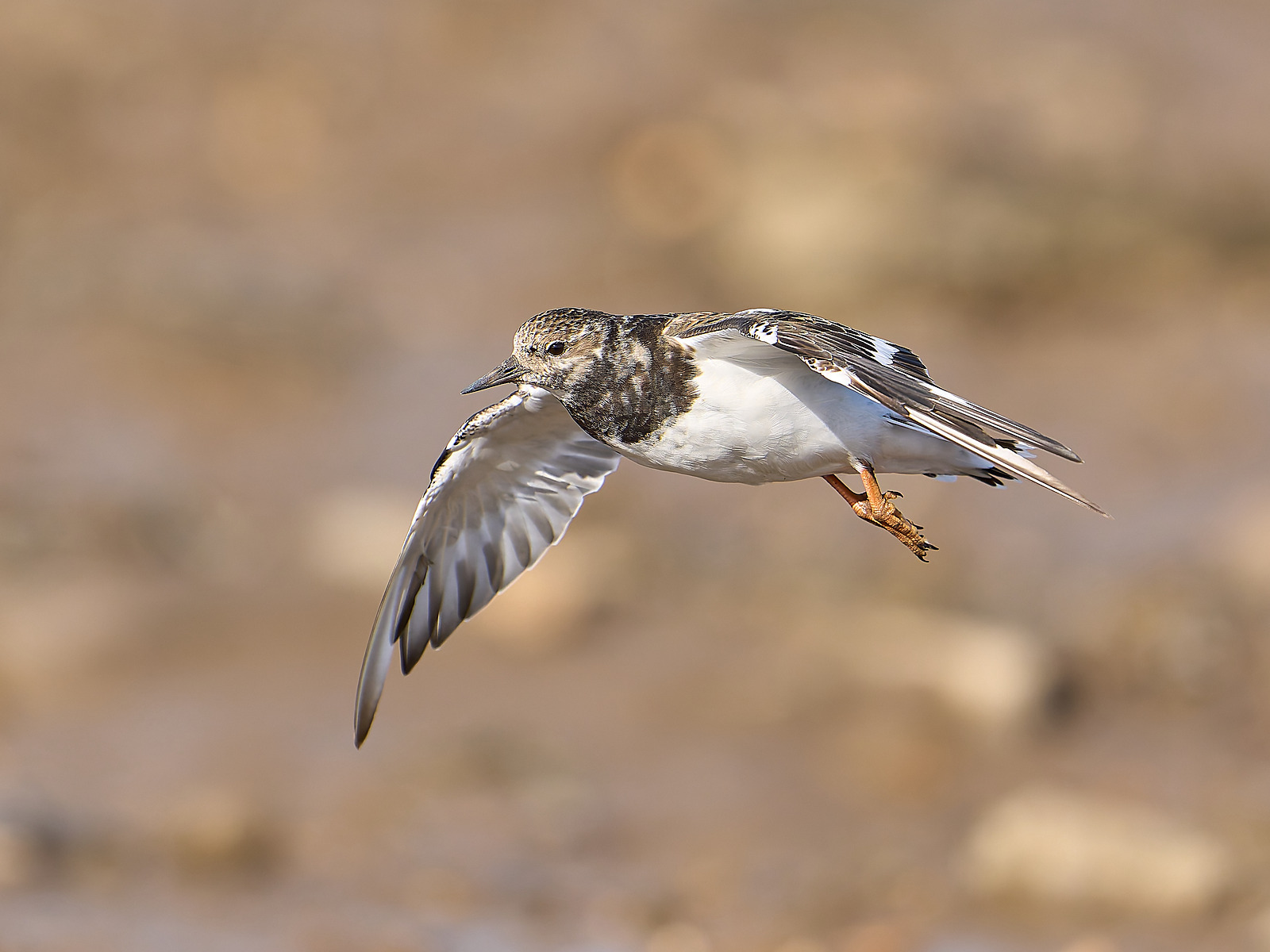  - Turnstone