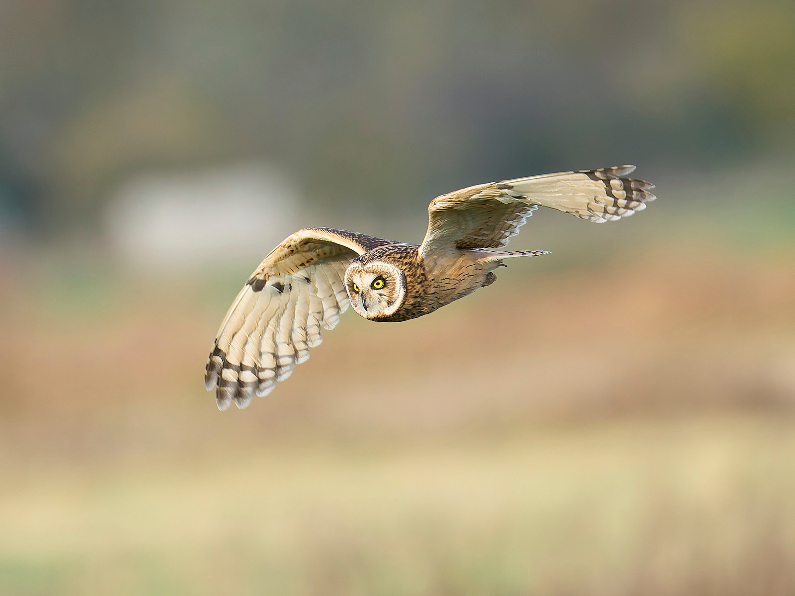  - Short-eared Owl