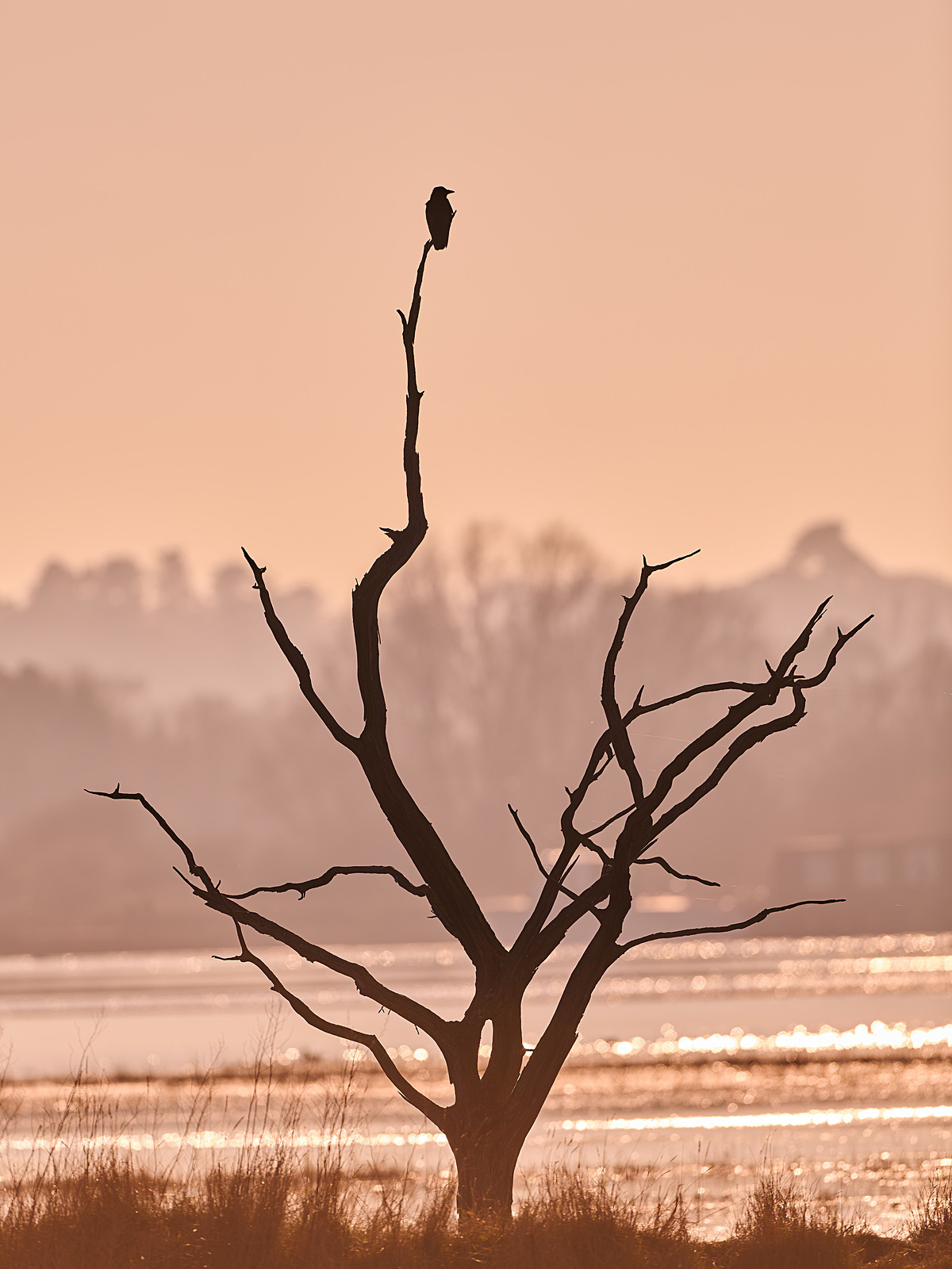  - Birds in Environment