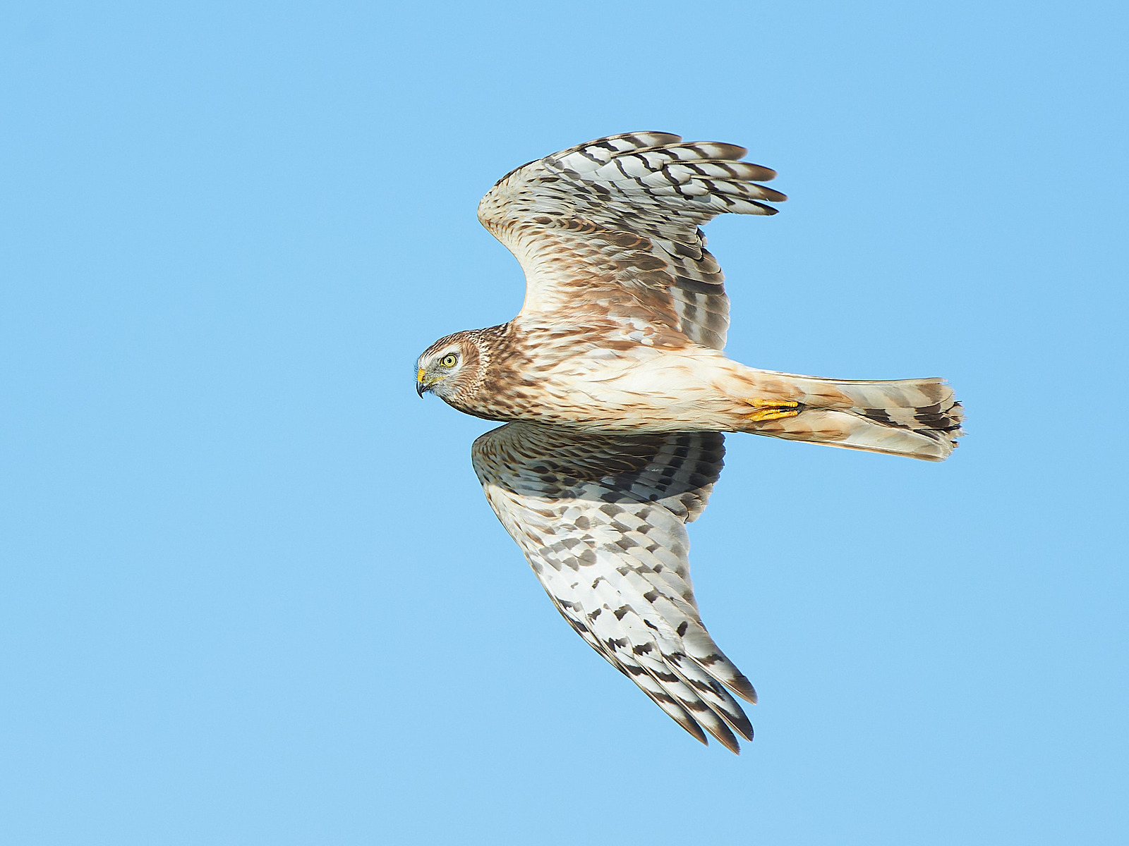  - Hen Harrier