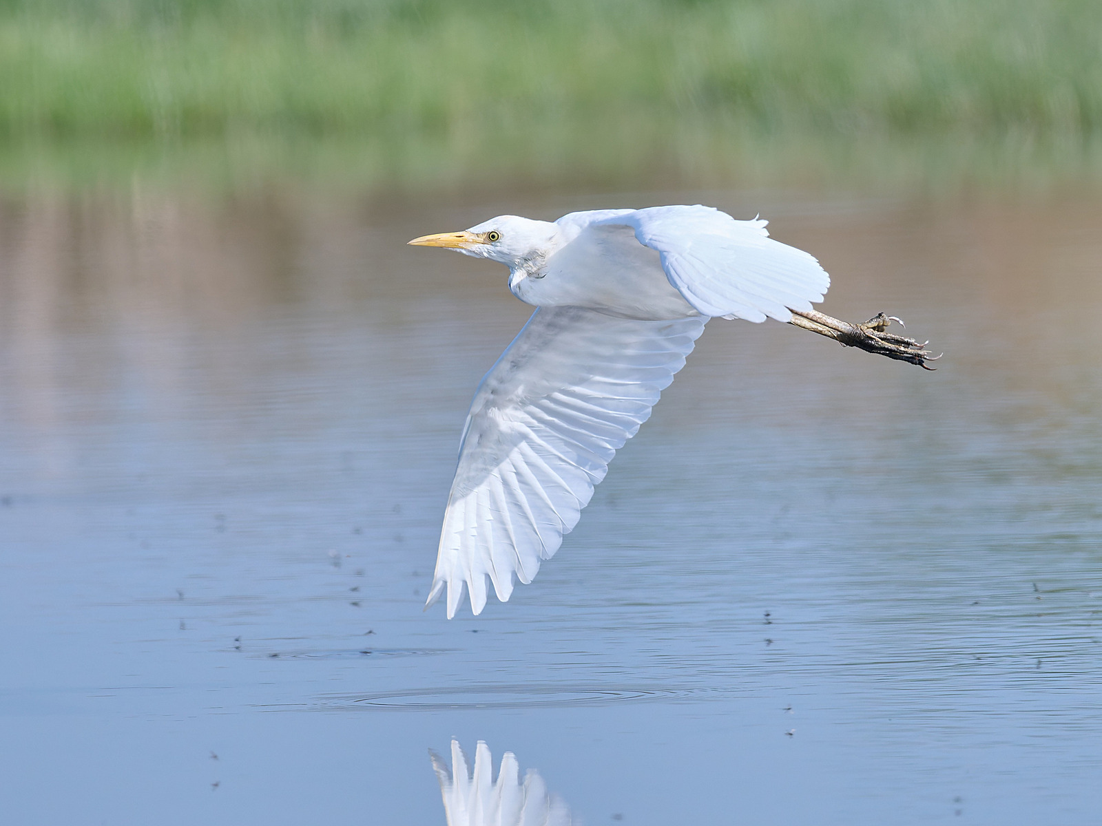  - Cattle Egret