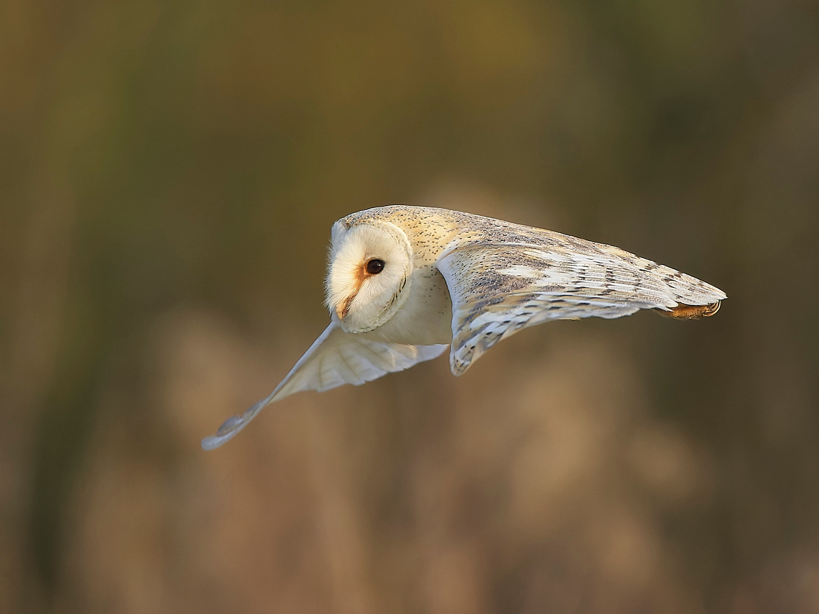  - Barn Owl