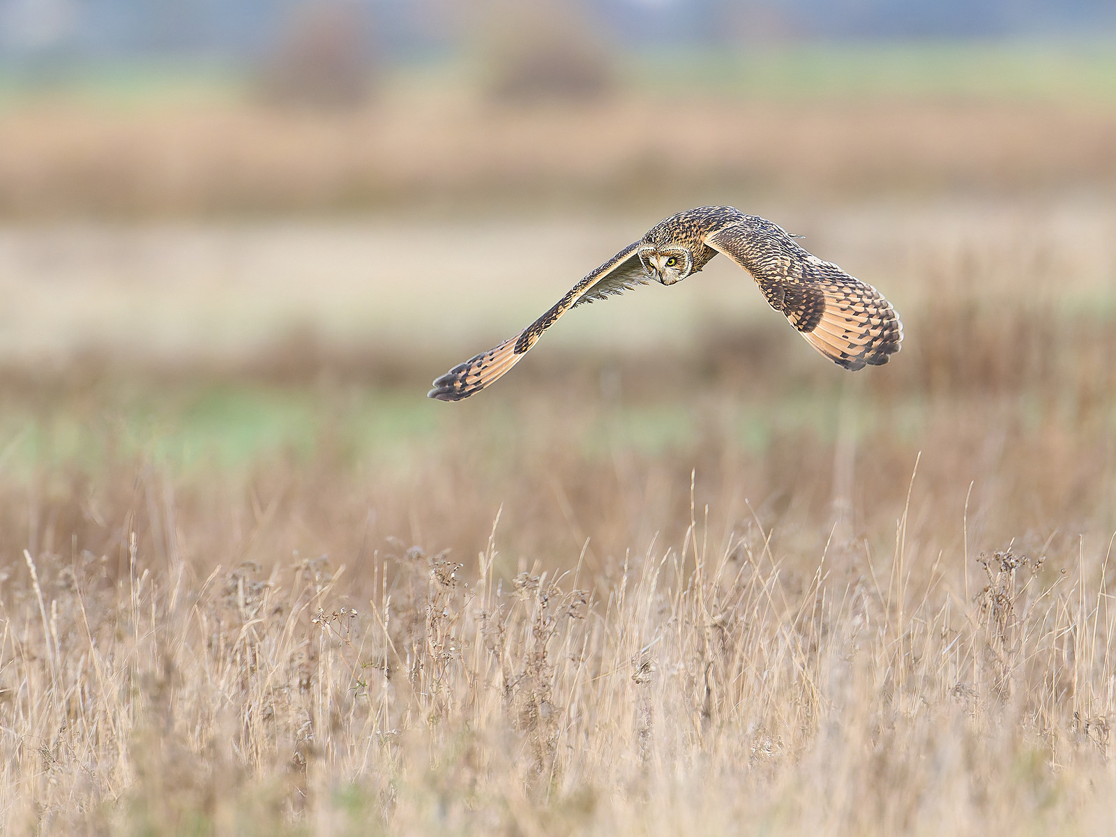  - Birds in Environment
