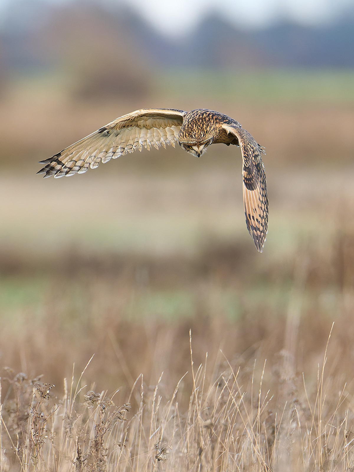  - Short-eared Owl