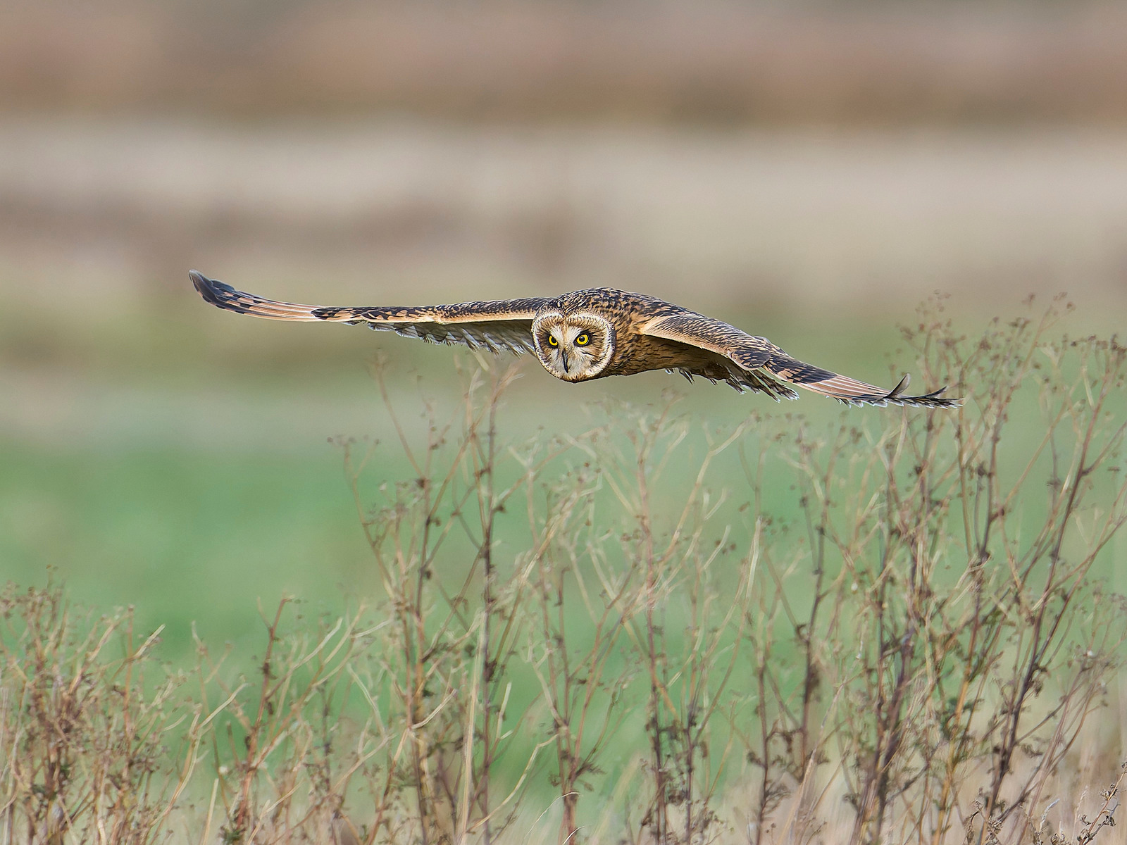  - Short-eared Owl
