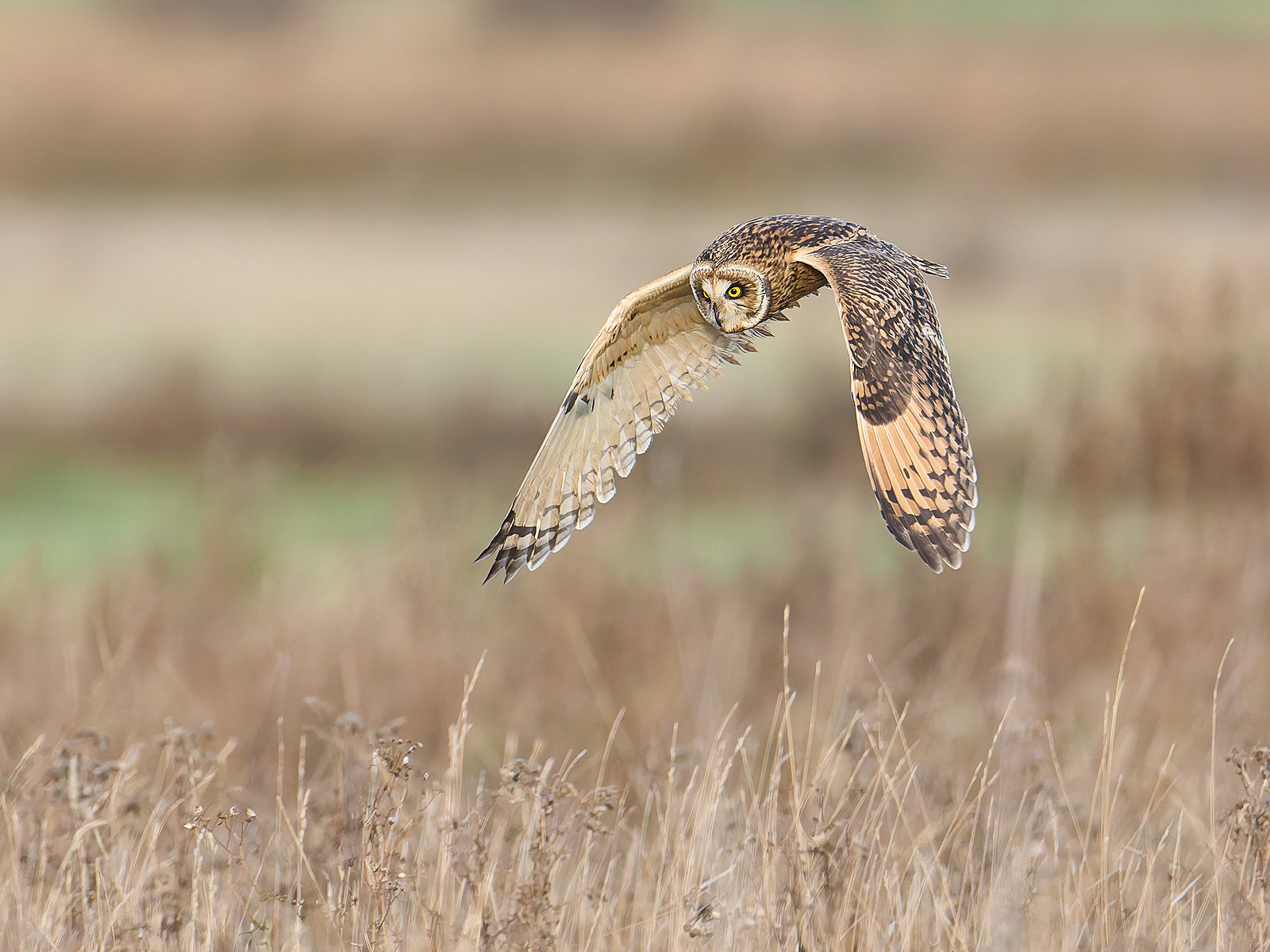  - Short-eared Owl