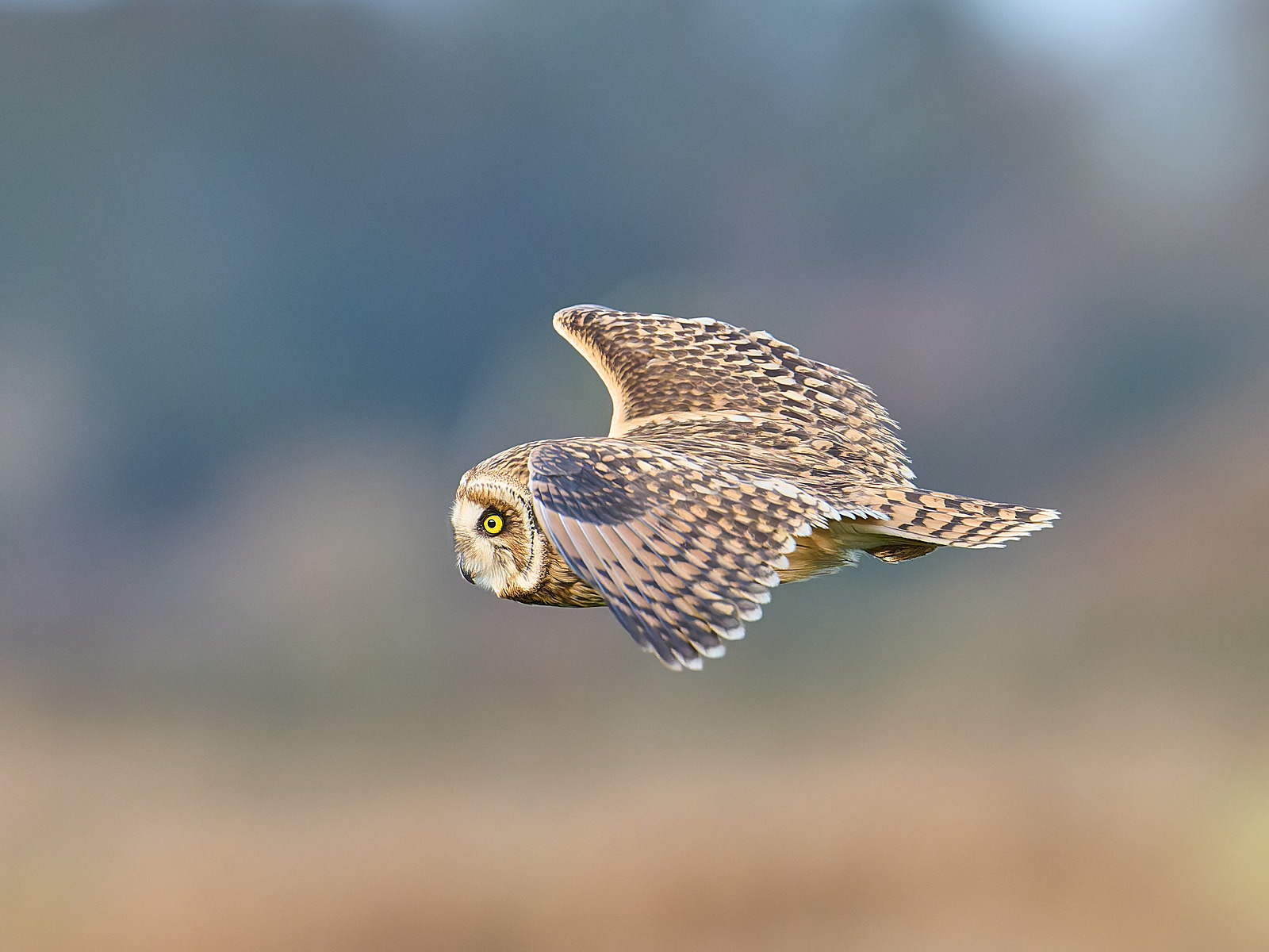  - Short-eared Owl