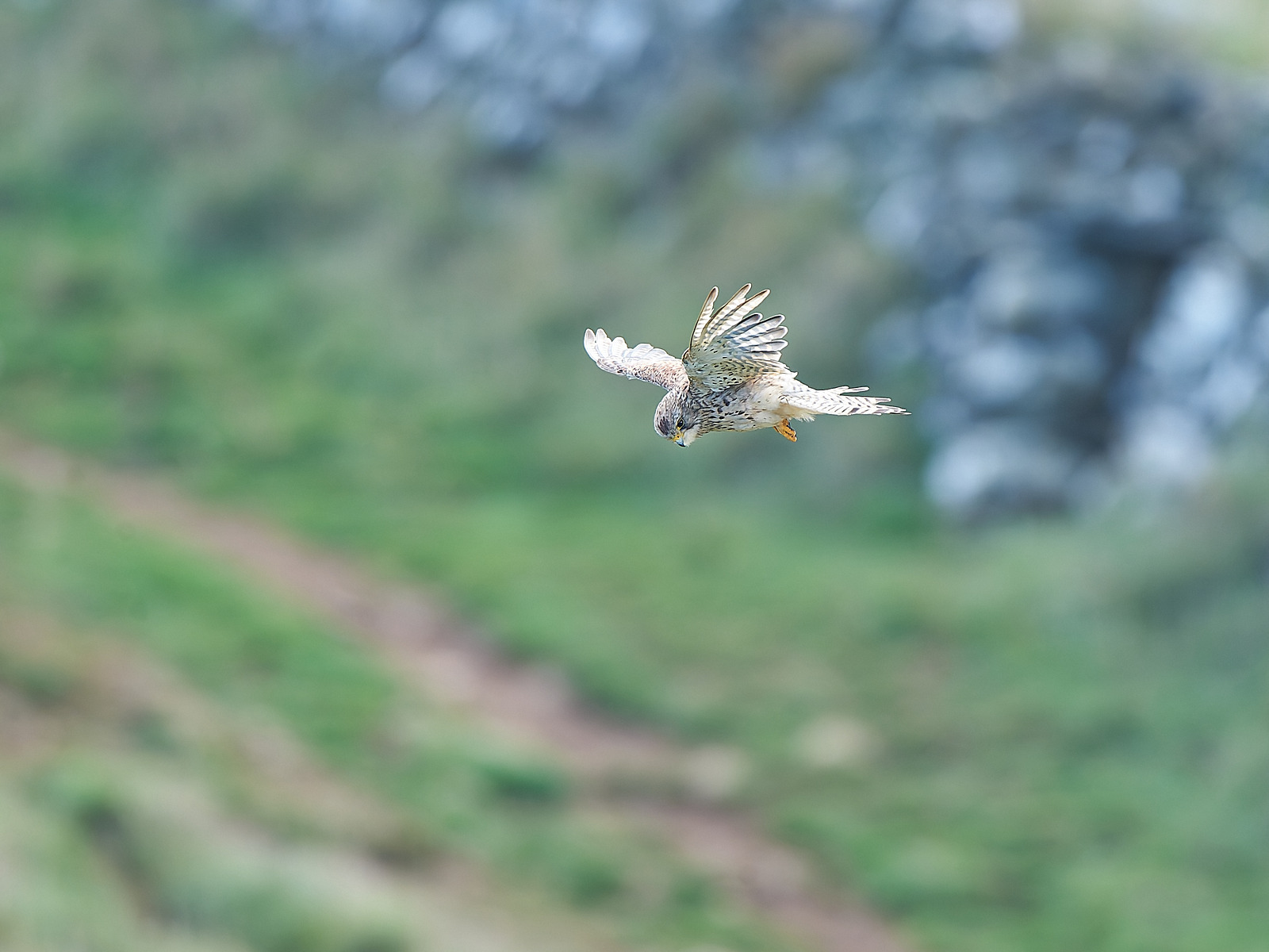  - Birds in Environment