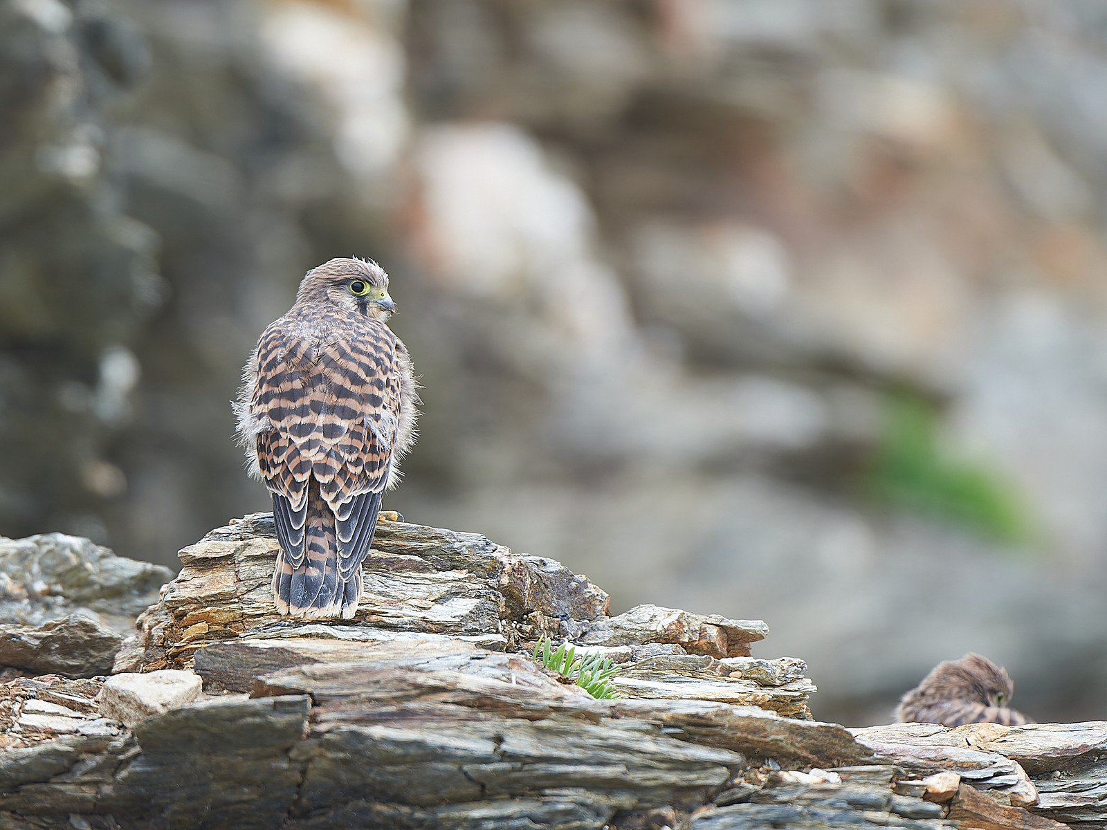  - Birds in Environment