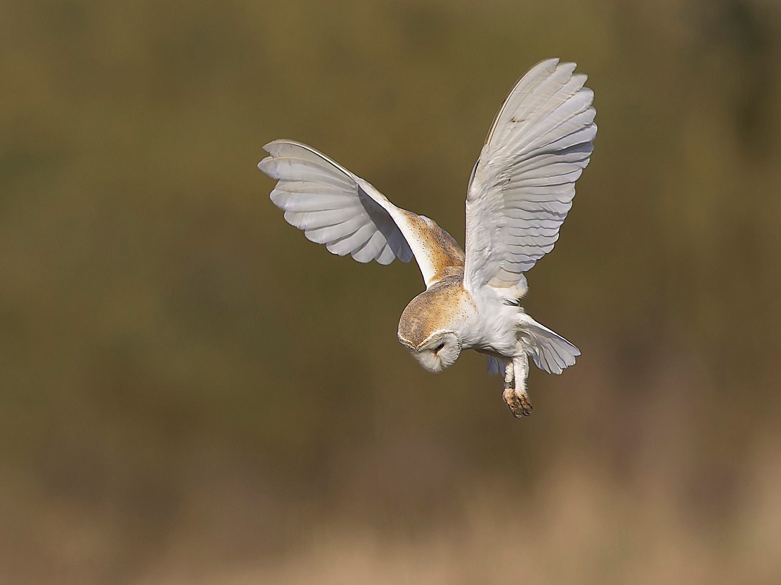 - Barn Owl
