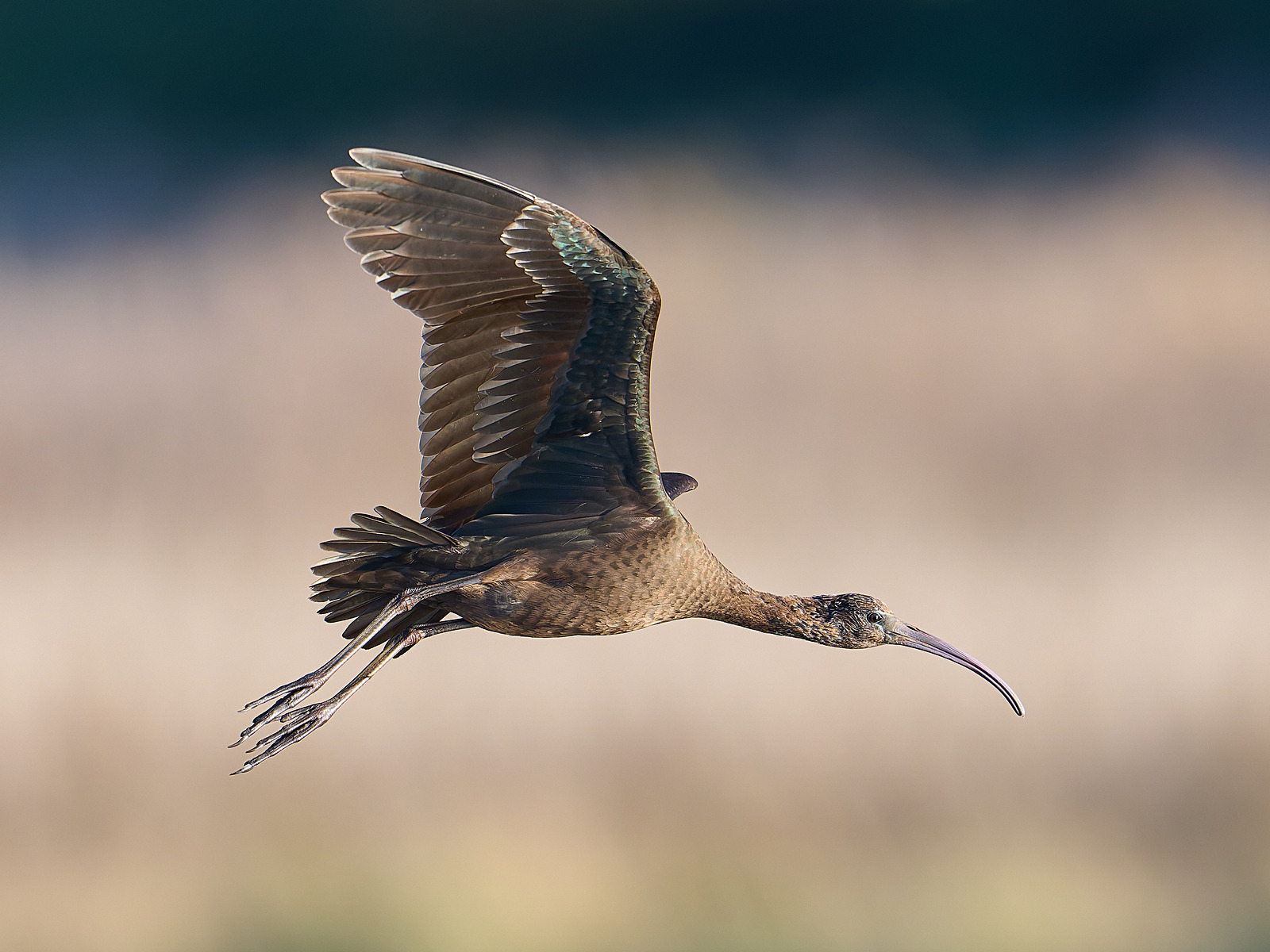  - Glossy Ibis