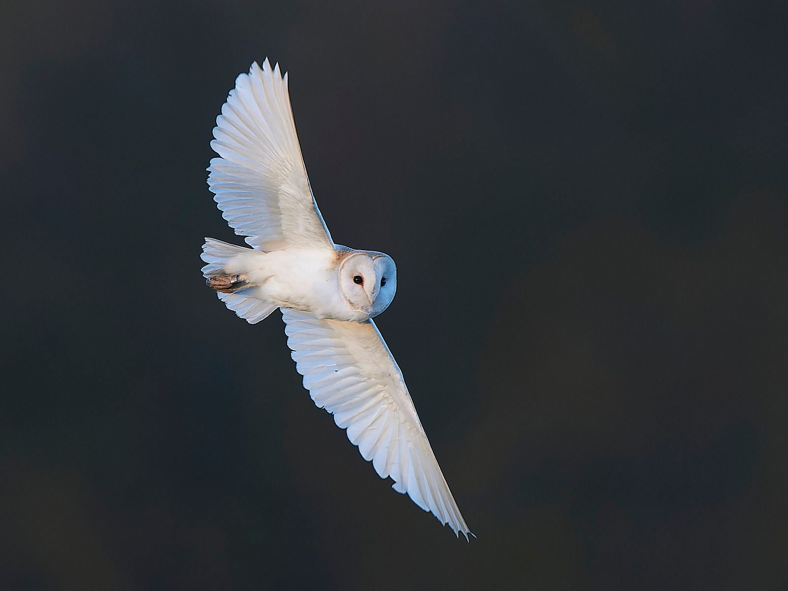  - Barn Owl