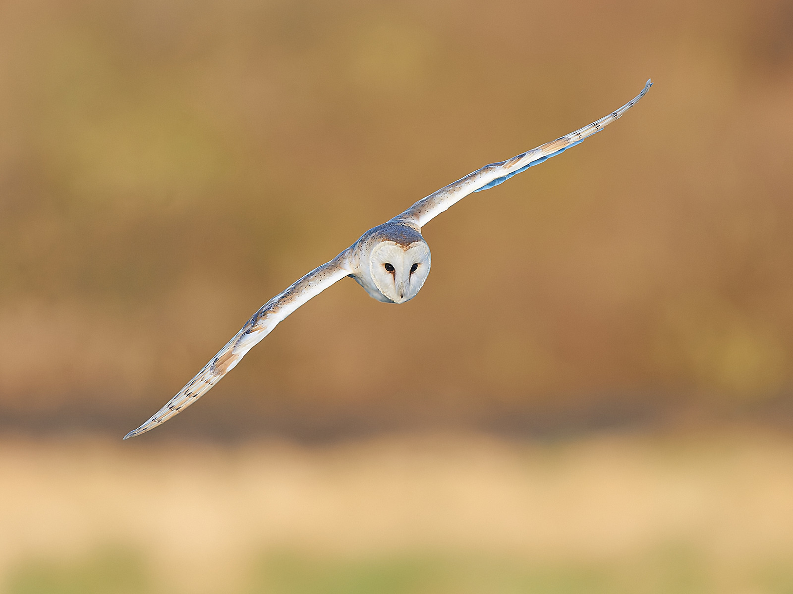  - Barn Owl