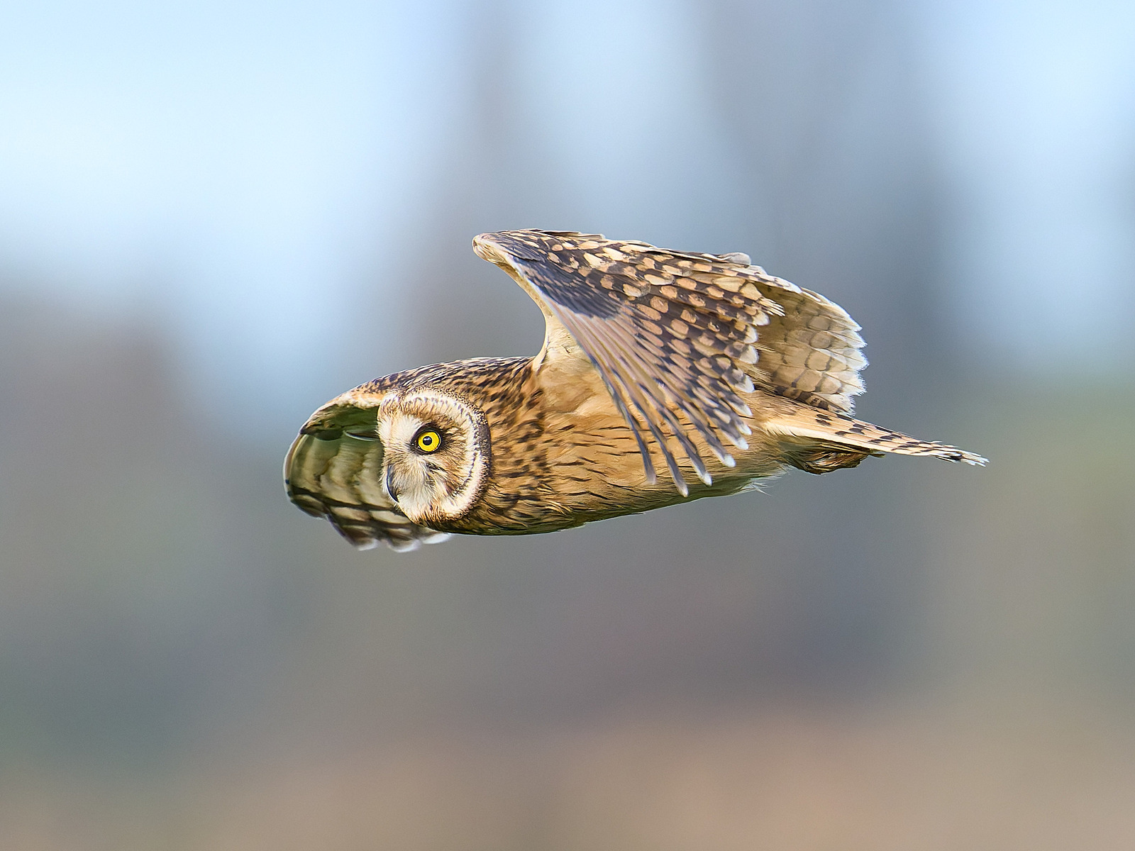  - Short-eared Owl