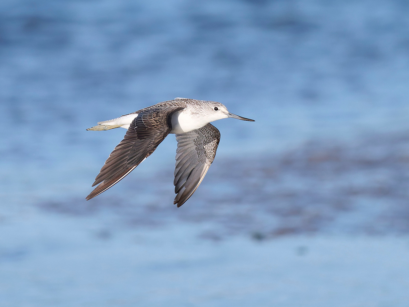  - Greenshank