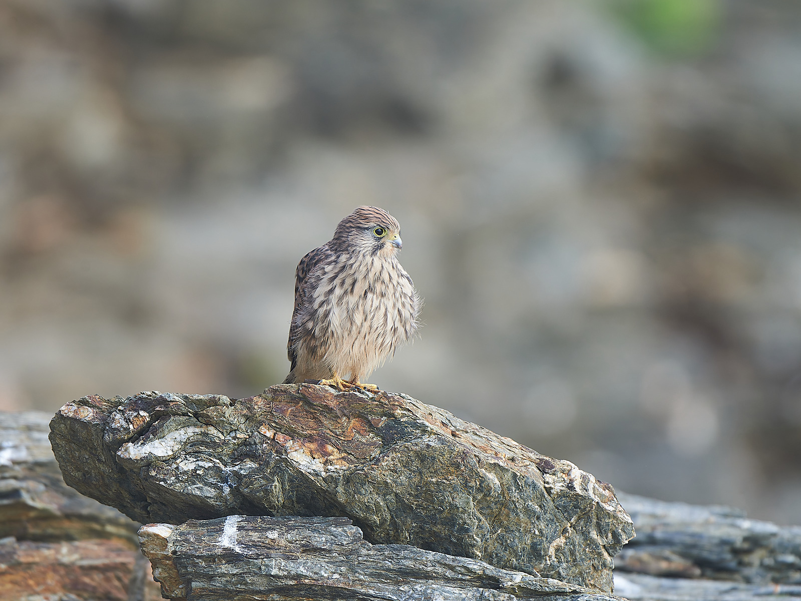  - Birds in Environment